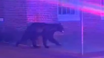 A video still of the bear in Frederick on Sunday, July 20, 2026.