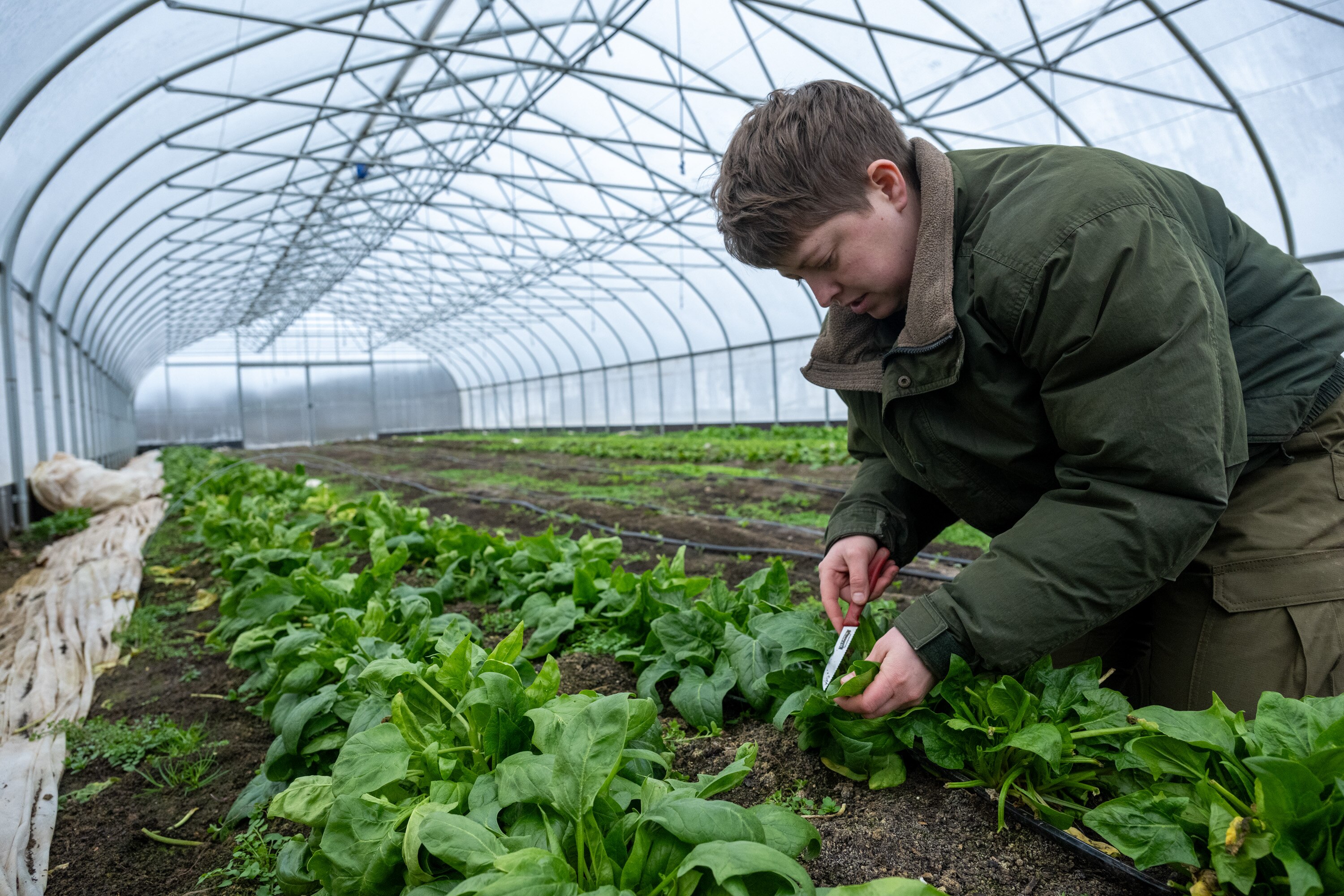 Farm manager Sophia Fast cuts spinach at One Acre Farm in Dickerson. 