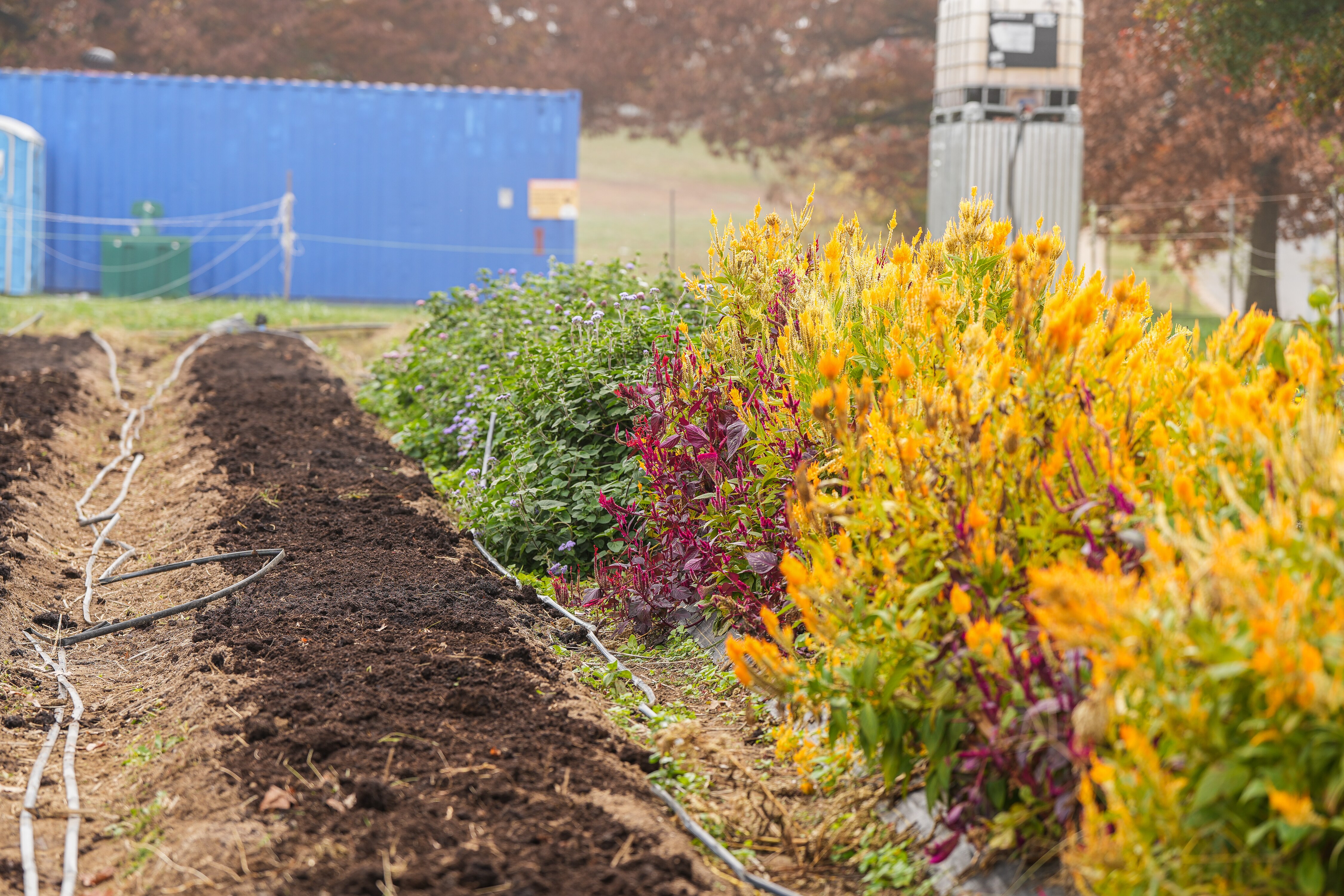 A harvested row of flowers, sit next to a flourishing bed of flowers, in Farring-Baybrook Park, Baltimore, MD on November 4, 2022. Aspiring farmers at the Black Butterfly Urban Farmer Academy (BBUFA) grow and sell the flowers at farmers markets in the city.