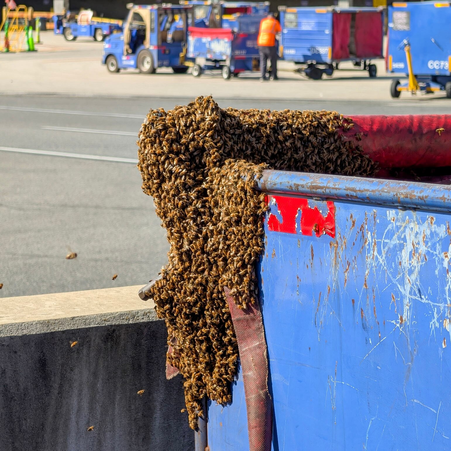 On Friday morning, Baltimore/Washington International Thurgood Marshall Airport worked with a beekeeper to safely relocate approximately 20,000 bees.