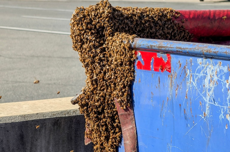 On Friday morning, Baltimore/Washington International Thurgood Marshall Airport worked with a beekeeper to safely relocate approximately 20,000 bees.