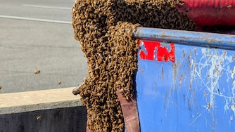 On Friday morning, Baltimore/Washington International Thurgood Marshall Airport worked with a beekeeper to safely relocate approximately 20,000 bees.