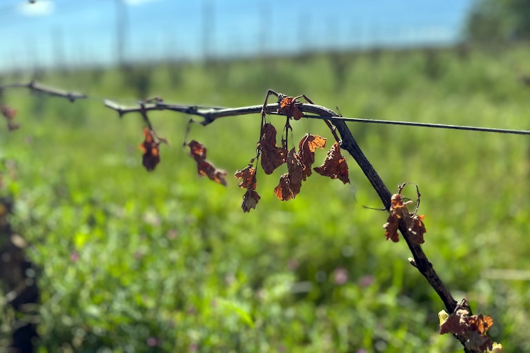 Three weeks later Black Ankle Vineyards is still grappling with the damage of a late season frost that decimated their buds for grapes.