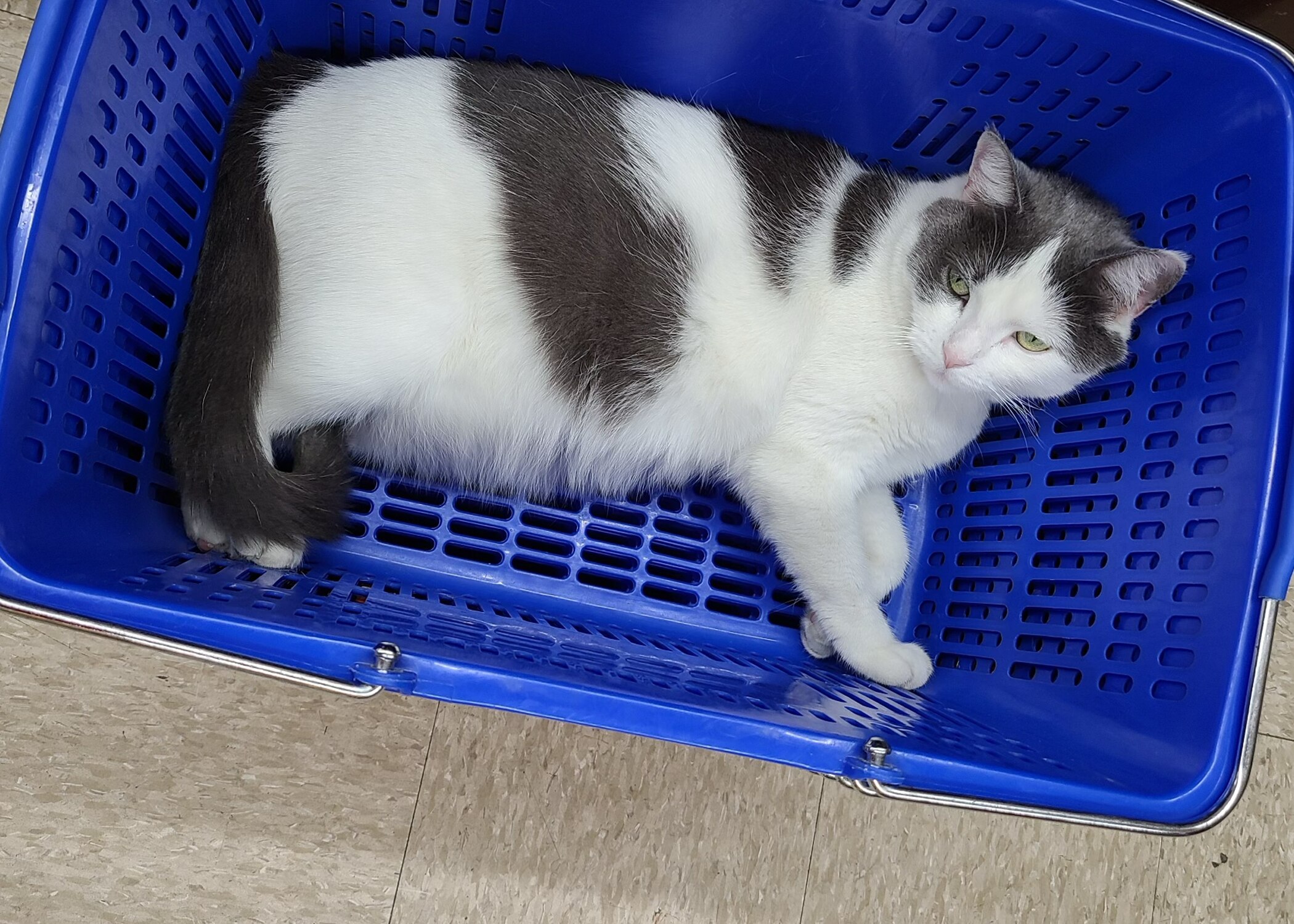 Maxine the cat has been missing for just about 10 days. Her owners don’t think she was taken from the shop maliciously.