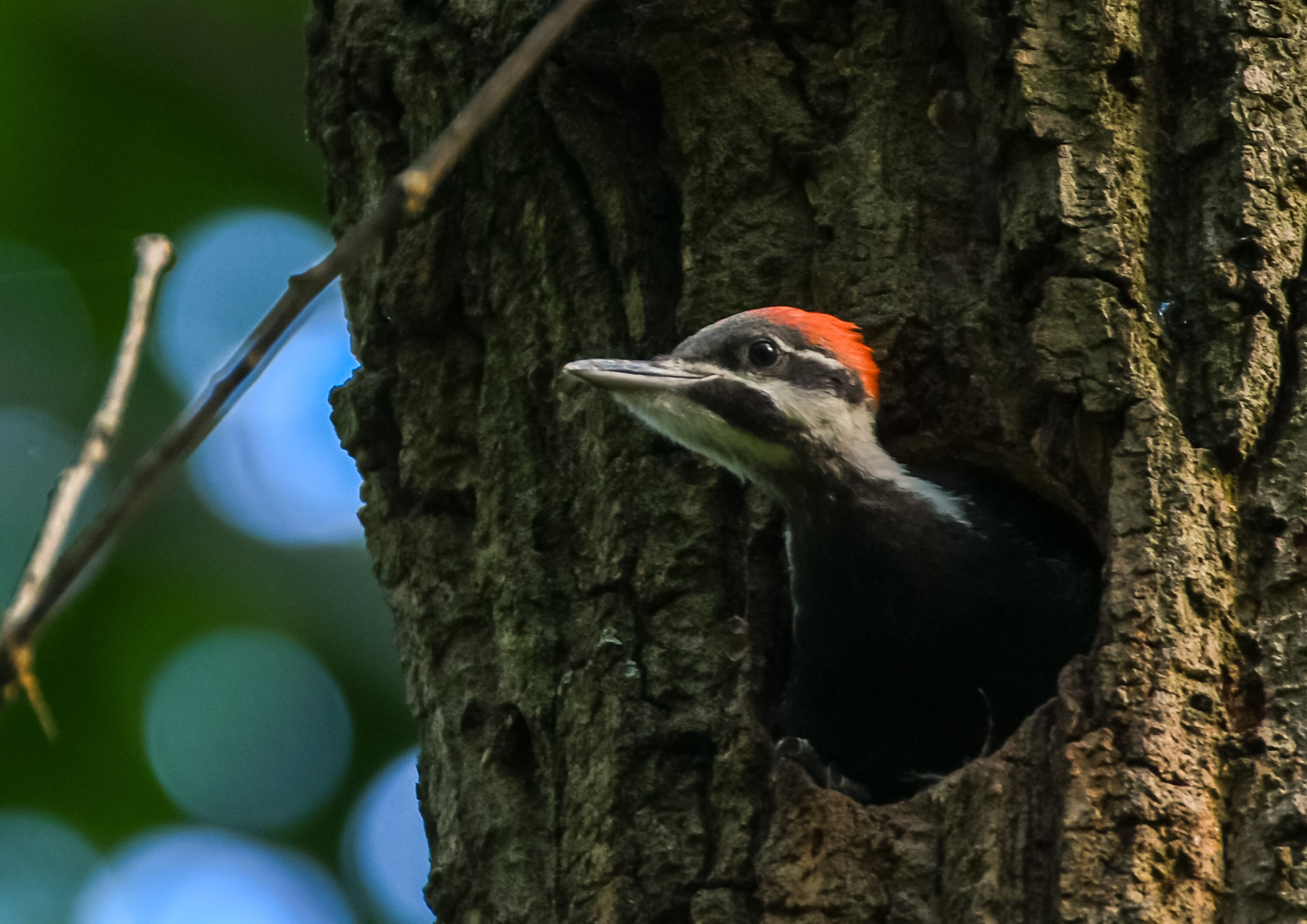 A young Pileated woodpecker waits in its nest cavity for a parent to return with food at Oregon Ridge Park in Baltimore County.