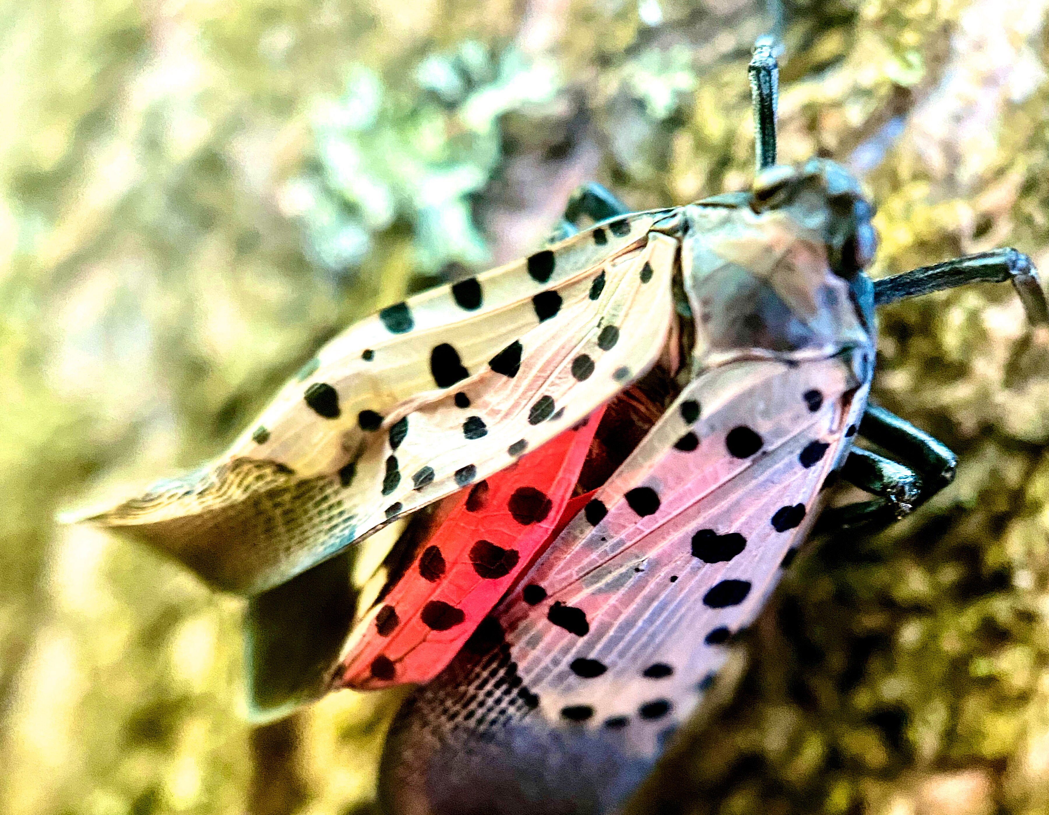 Invasive spotted lanternflies are appearing all over Maryland and pose a particular threat to grape vines.