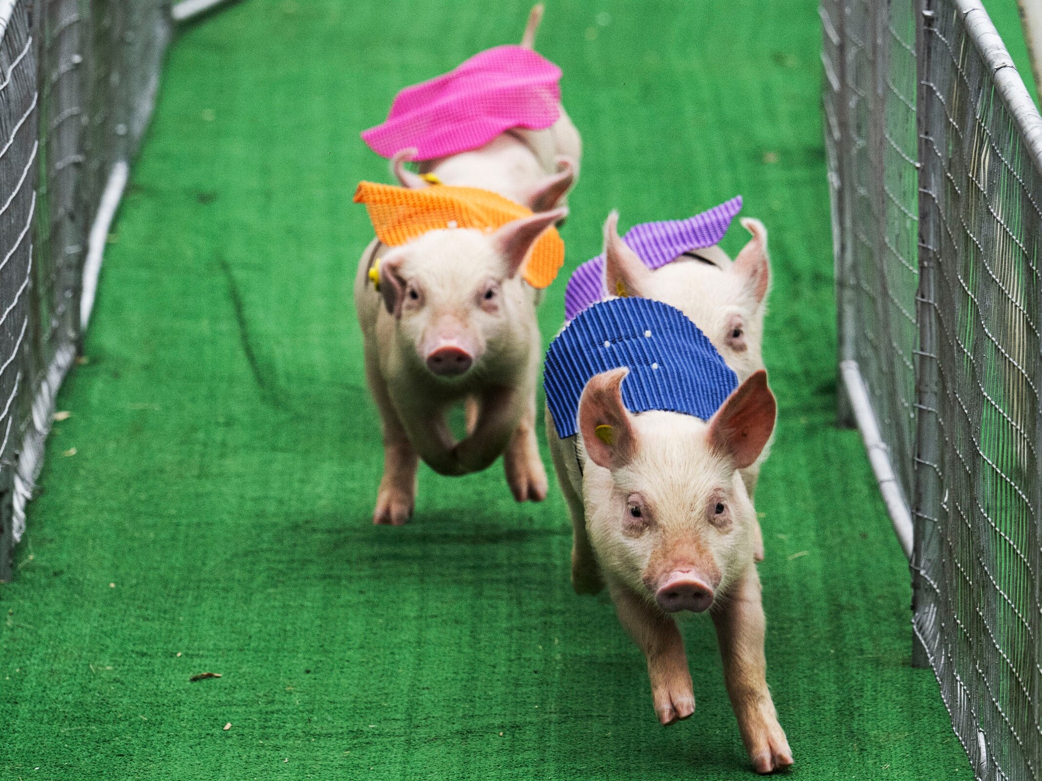 A group of pigs race during the Pigtown Festival in Baltimore, MD on September 30, 2023.