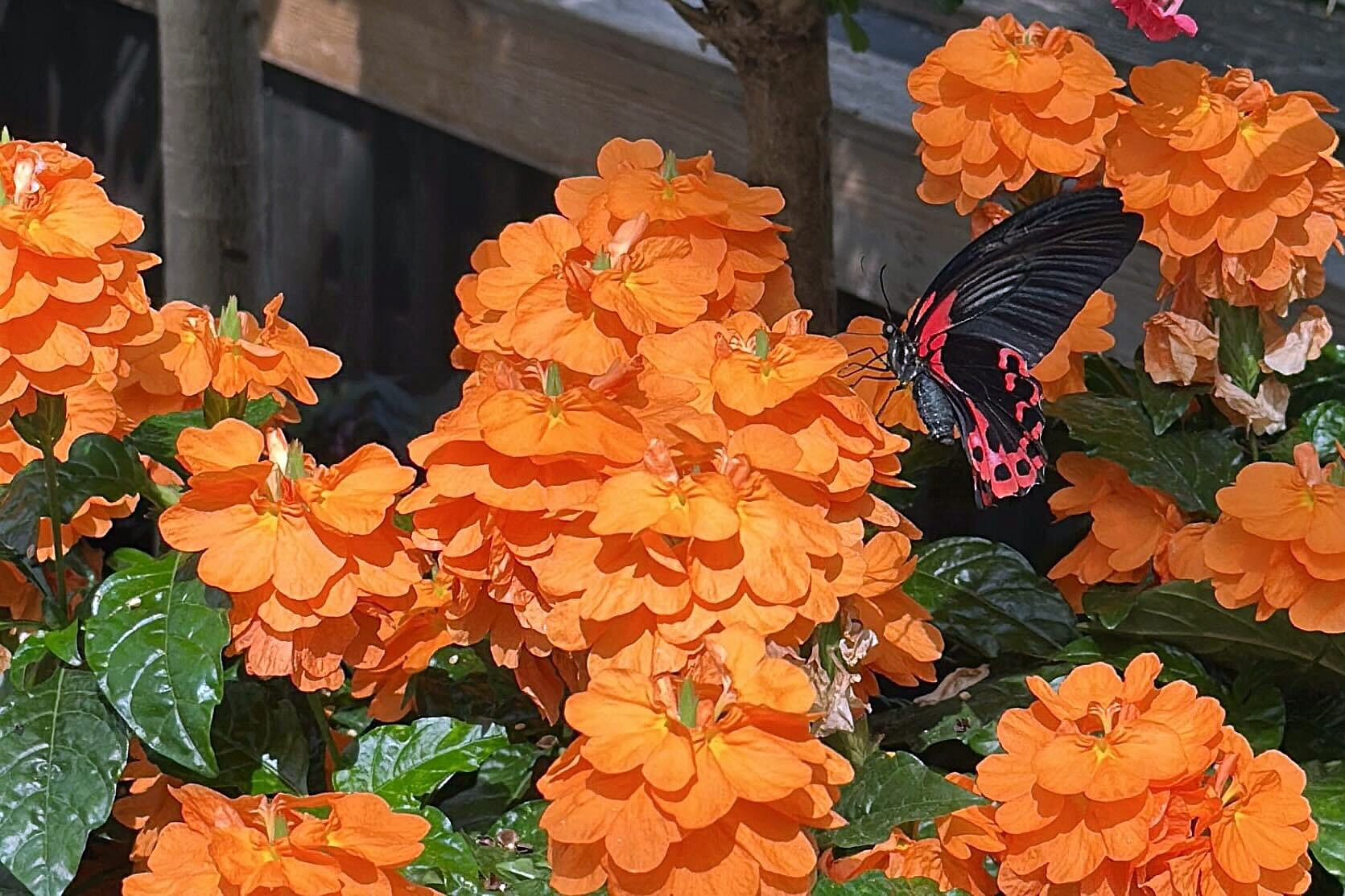 Hundreds of butterflies are taking flight at Wheaton’s Brookside Gardens, where The Butterfly Experience invites visitors to immerse themselves in its conservatory full of beautiful flowers, plants and butterflies from all over the world.