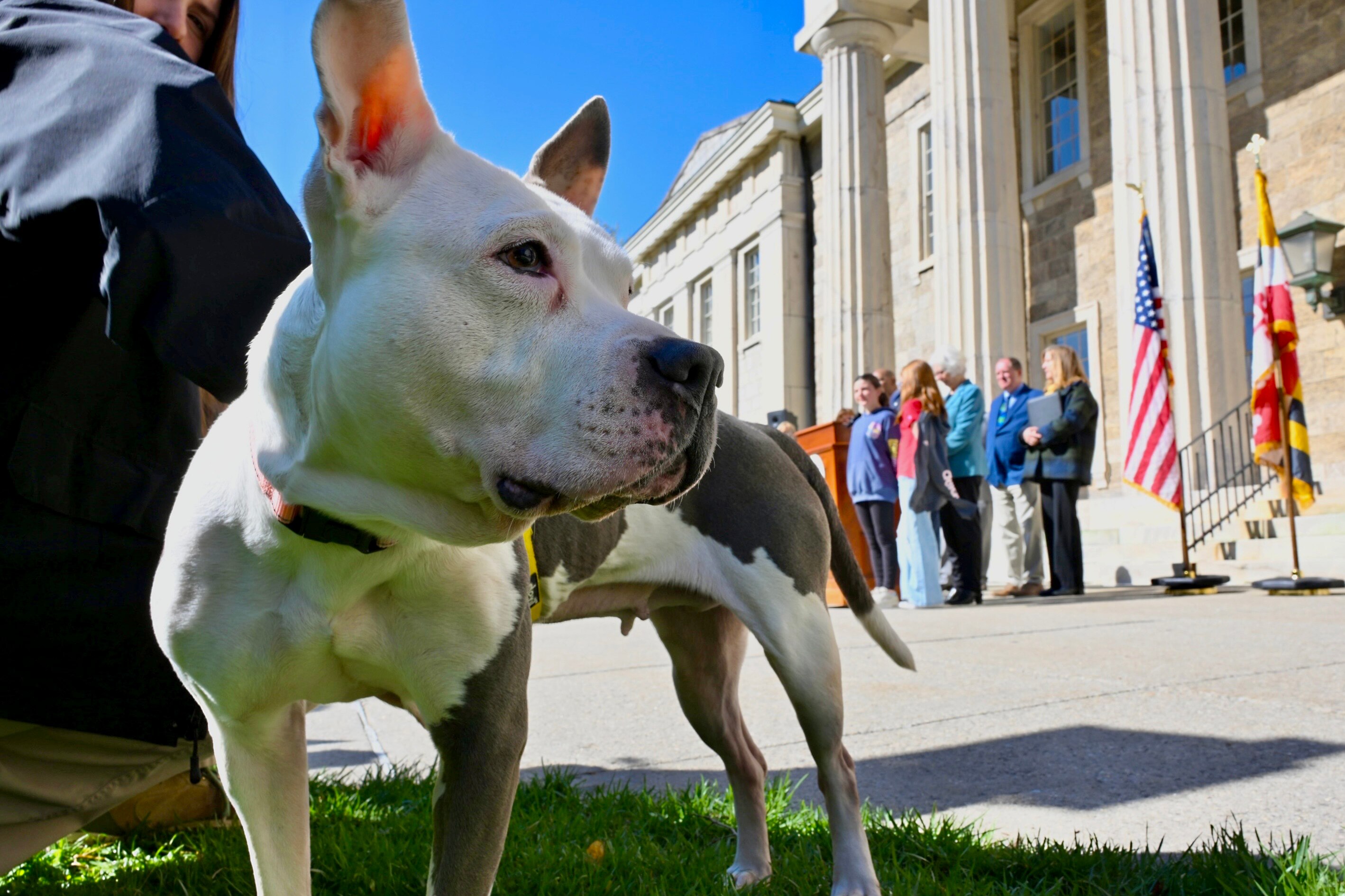 Lavender, a resident at the Baltimore County animal shelter, attends a press conference in Towson announcing a three-bill legislative package to strengthen animal welfare laws on Monday.
