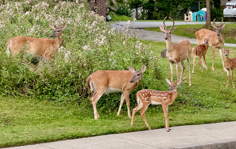 Deer are seen along Cross Country Boulevard in Mount Washington.