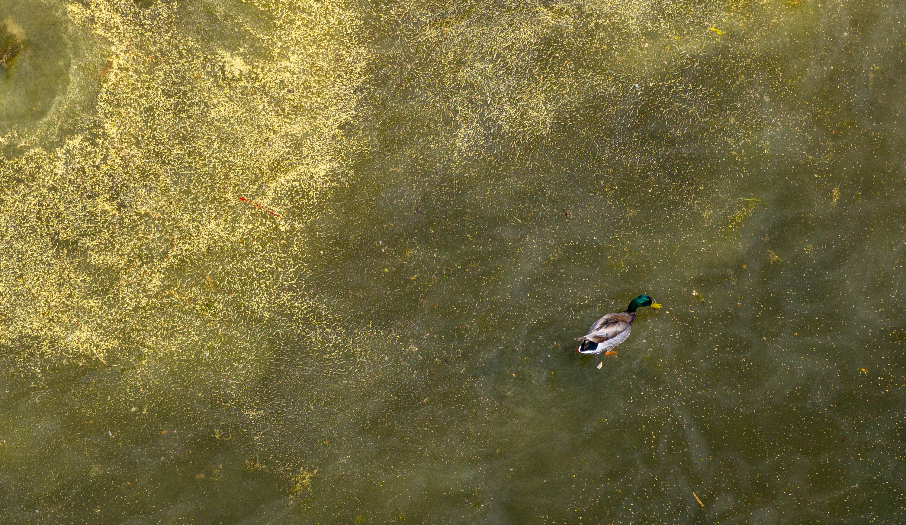 A Mallard swims in pollen filled water along the eastern shoreline of the Patapsco River in Baltimore County. 