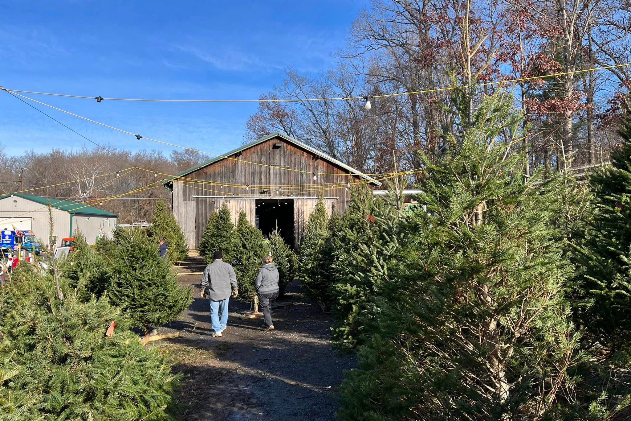 The Gunpowder Tree Farm in Kingsville is out of choose-and-cut trees, but still has pre-cut trees for sale.