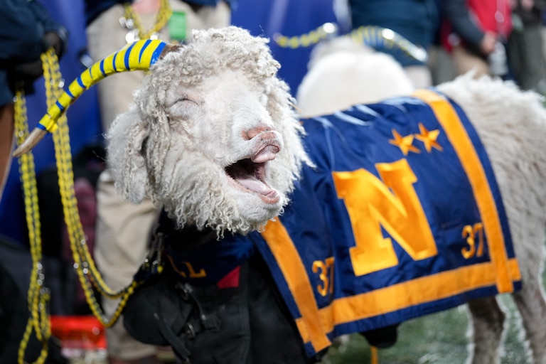 U.S. Naval Academy pet and mascot, Bill the Goat, on the sidelines during the 125th Annual Army-Navy Game held at Northwest Stadium in Landover, Md. on Saturday, December 14, 2024.