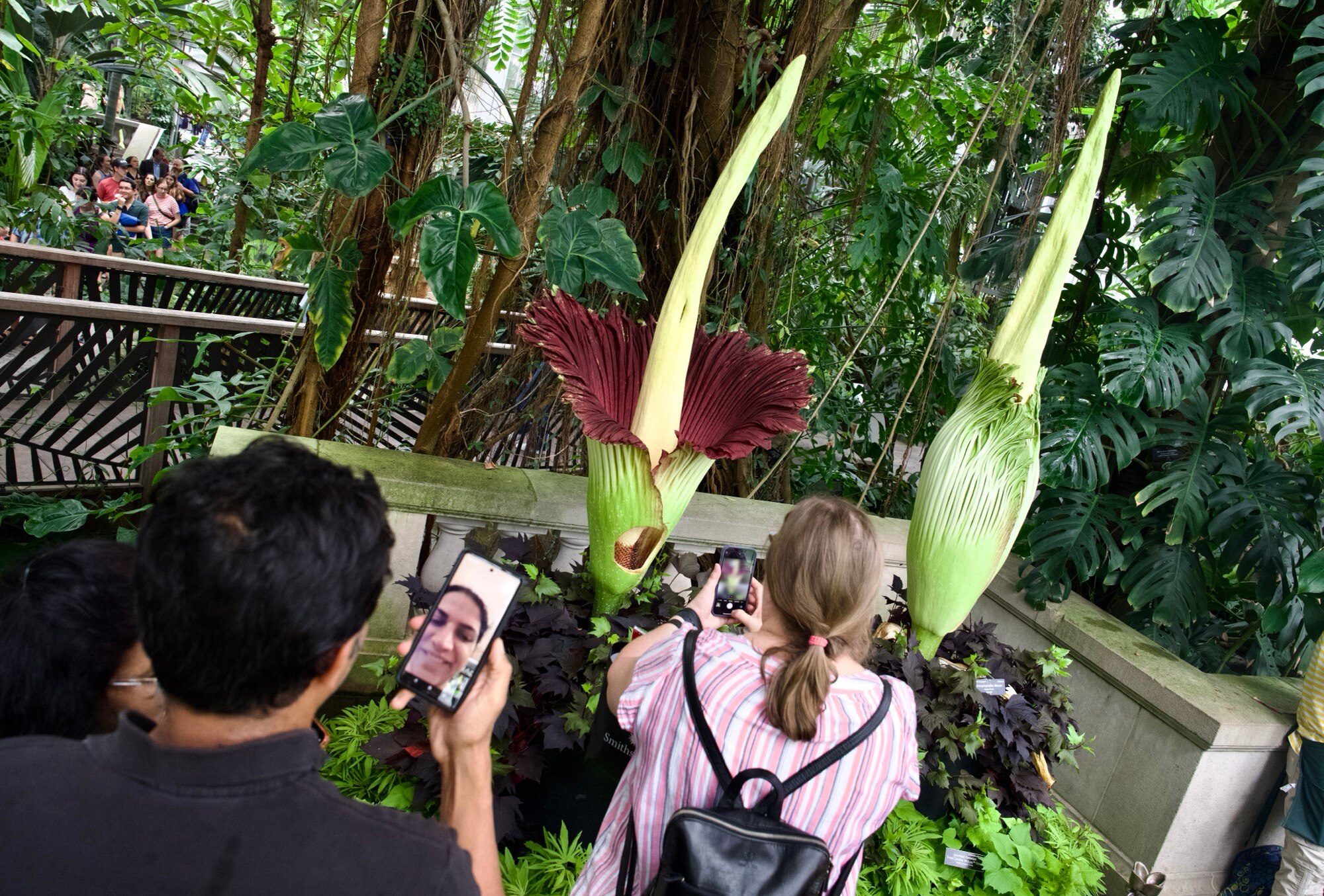 The Amorphophallus titanum, or better known as the “Corpse Flower”, bloomed in the early morning hours of July 22, 2024 at the US Botanical Gardens. The garden is home to two of the flowers, with one still waiting to bloom. The corpse flower is known for its pungent smell and blooms for just 2-3 days once every two to three years and can grow up to 8 feet tall. Today people lined up to selfie, FaceTime loved ones and inspect the interesting flower. (Kaitlin Newman / The Baltimore Banner)