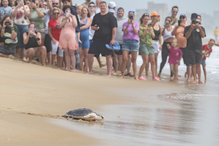 A sea turtle makes its way into the waters off Ocean City, Maryland after being released by National Aquarium staffers on Thursday, June 18. 2026. The turtles were rehabilitated at the aquarium after being rescued last year.