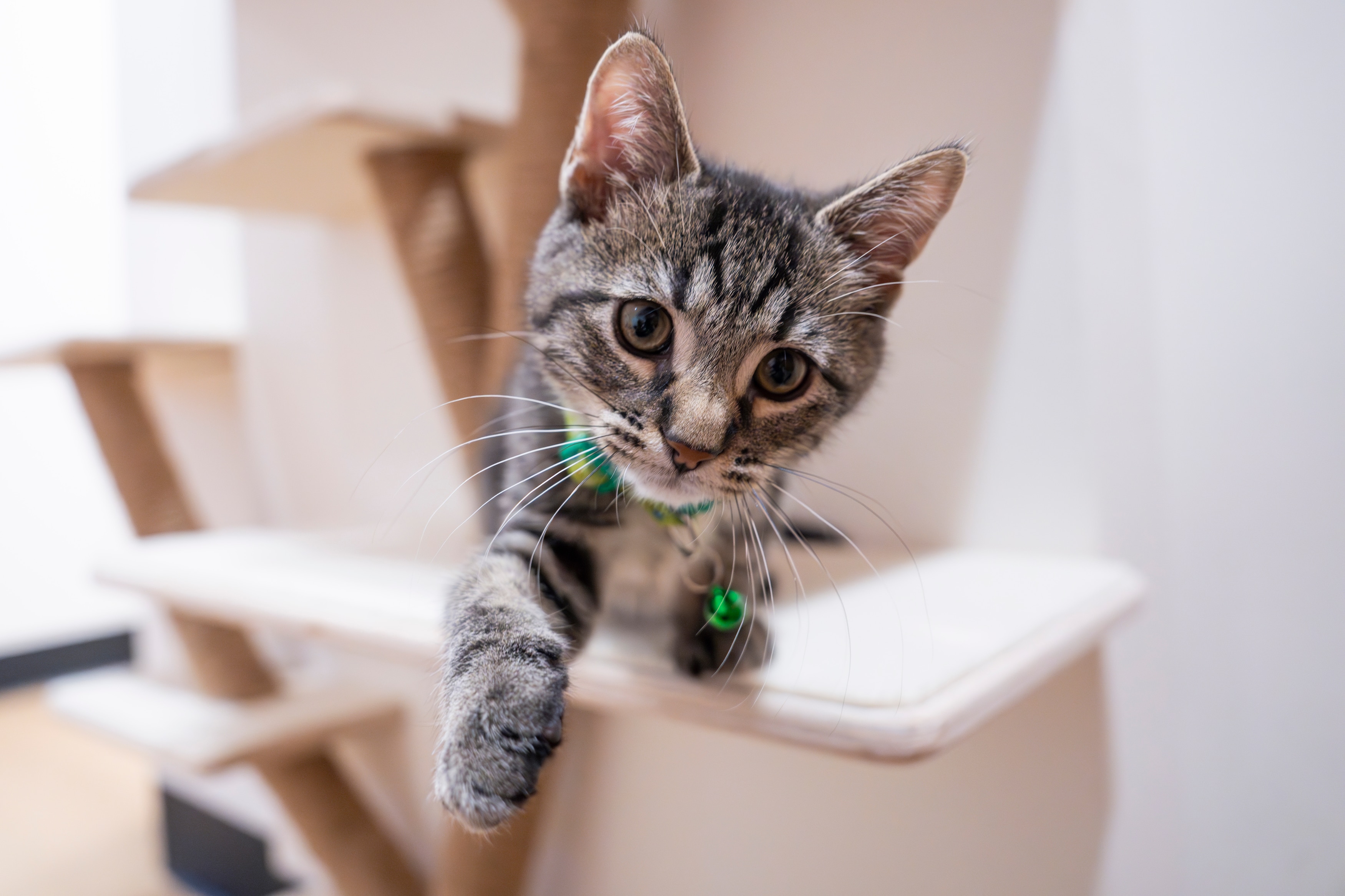 Affogatto is a new cat cafe in Fells Point.