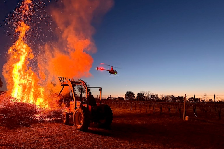 At Boordy Vineyards, employees lit fires and hired a helicopter to fly laps to mix the air in an attempt to save a portion of their vineyard from the sudden frost.