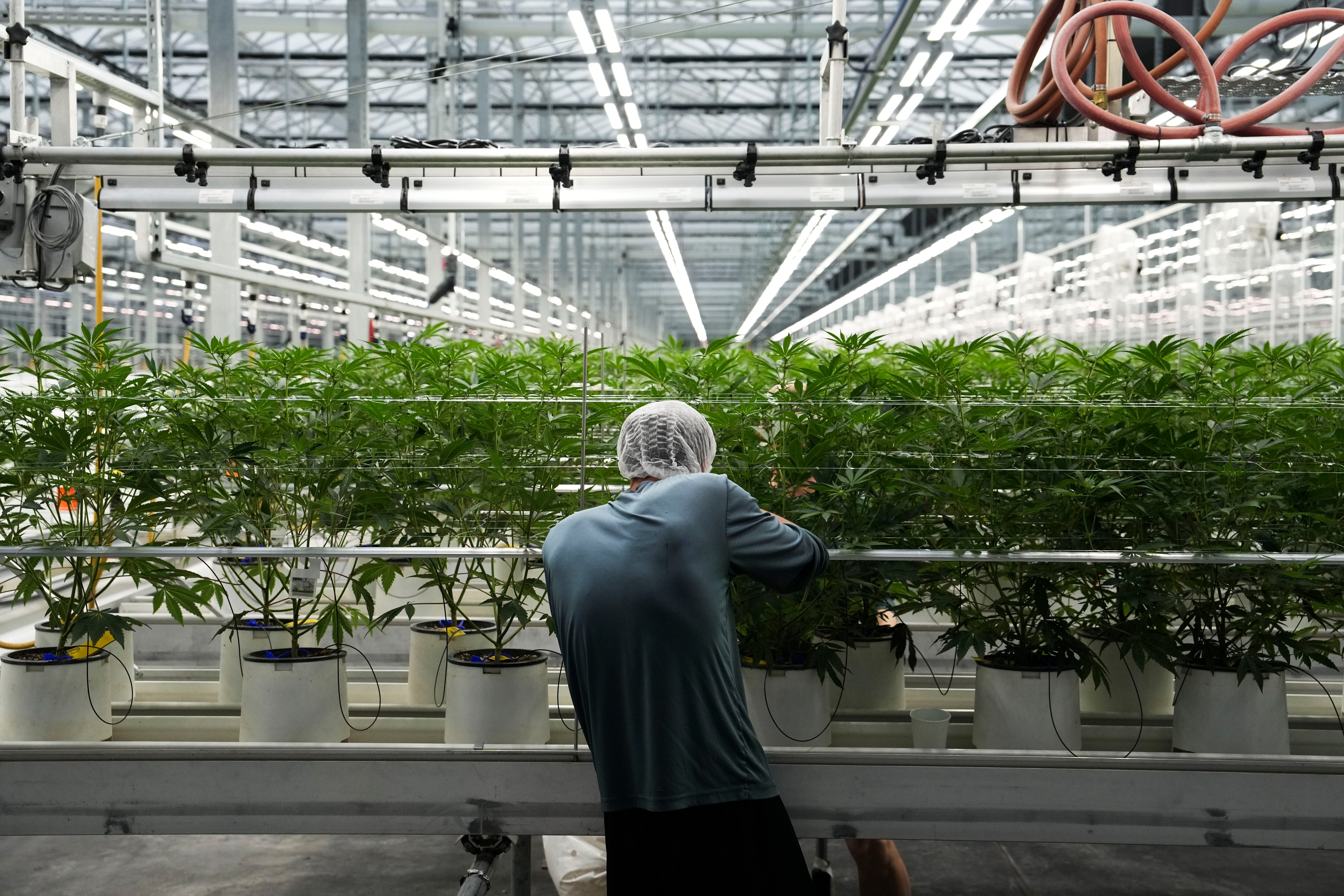 People who are 21 and older can legally purchase cannabis starting Saturday in Maryland.