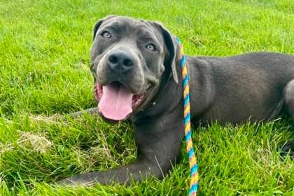 Funfetti is an adult female mixed breed dog up for adoption at BARCS. She was rescued with 83 other animals from a single rowhome in Baltimore.
