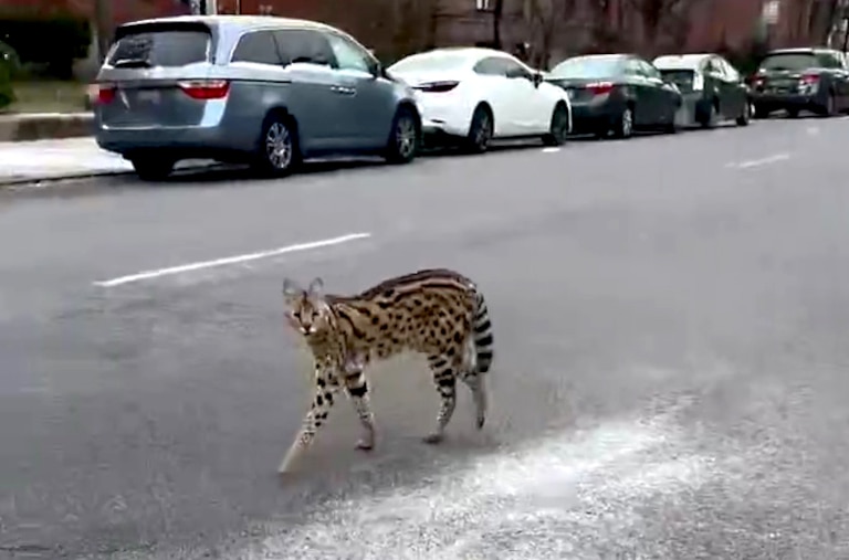 On their Friday morning walk in Reservoir Hill, Zach Cusson and his dog, Freddie, noticed a serval roaming the city streets.
