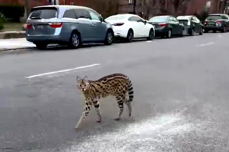 On their Friday morning walk in Reservoir Hill, Zach Cusson and his dog, Freddie, noticed a serval roaming the city streets.