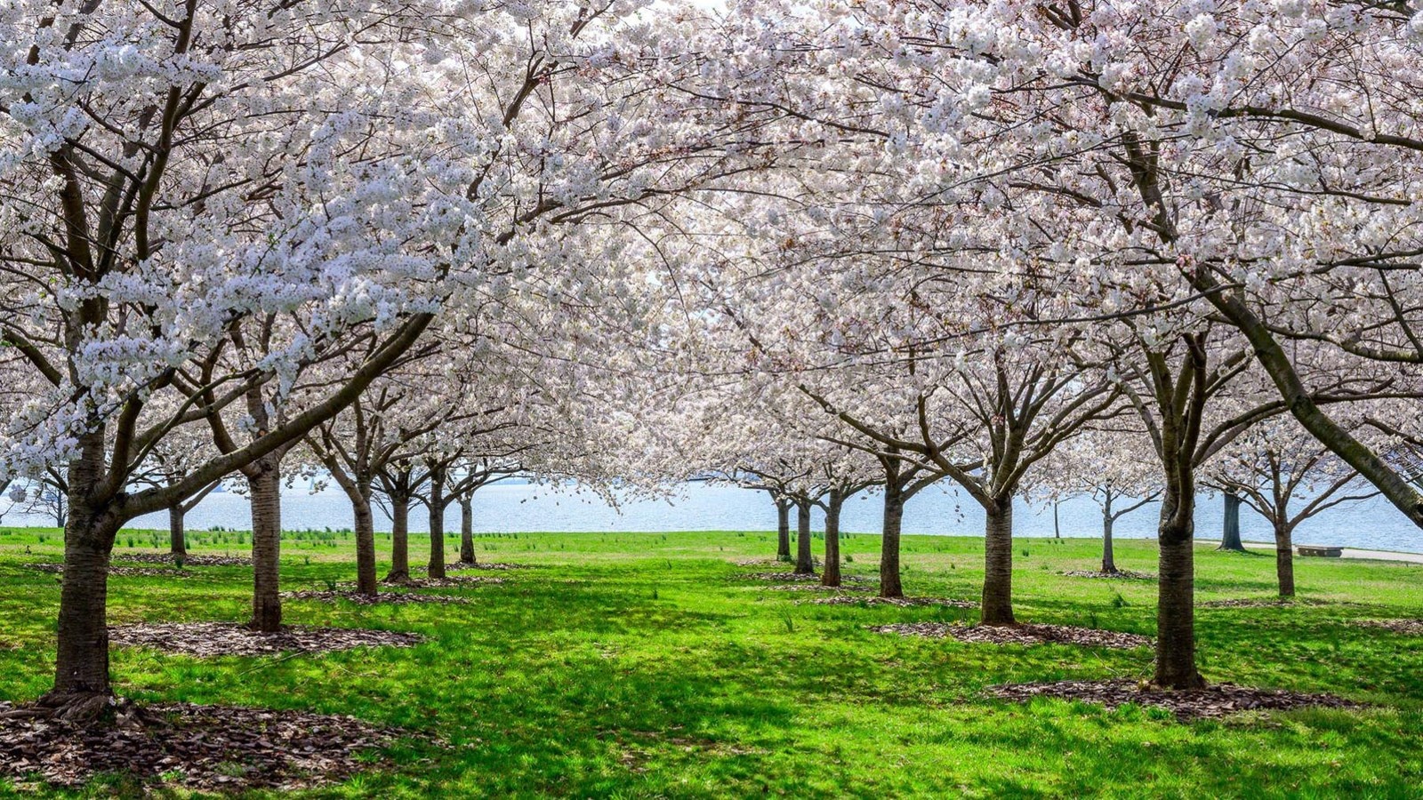 Several blooming cherry blossoms are visible along the water at Fort McHenry in Baltimore.