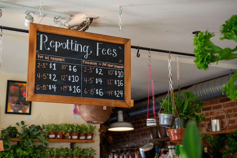 Repotting is one of the many plant help services B. Willow offers.