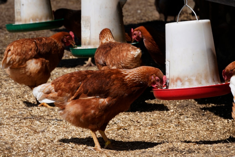 FILE - Chickens feed on a farm, April 20, 2022, in Wilsons, Va. Nearly 5 million chicken, turkeys and ducks have been slaughtered this year because of a persistent bird flu outbreak that began in 2022, but as big as that number may sound, it’s far less than the number of birds killed last year and that means consumers generally aren’t seeing as much impact on poultry and egg prices.