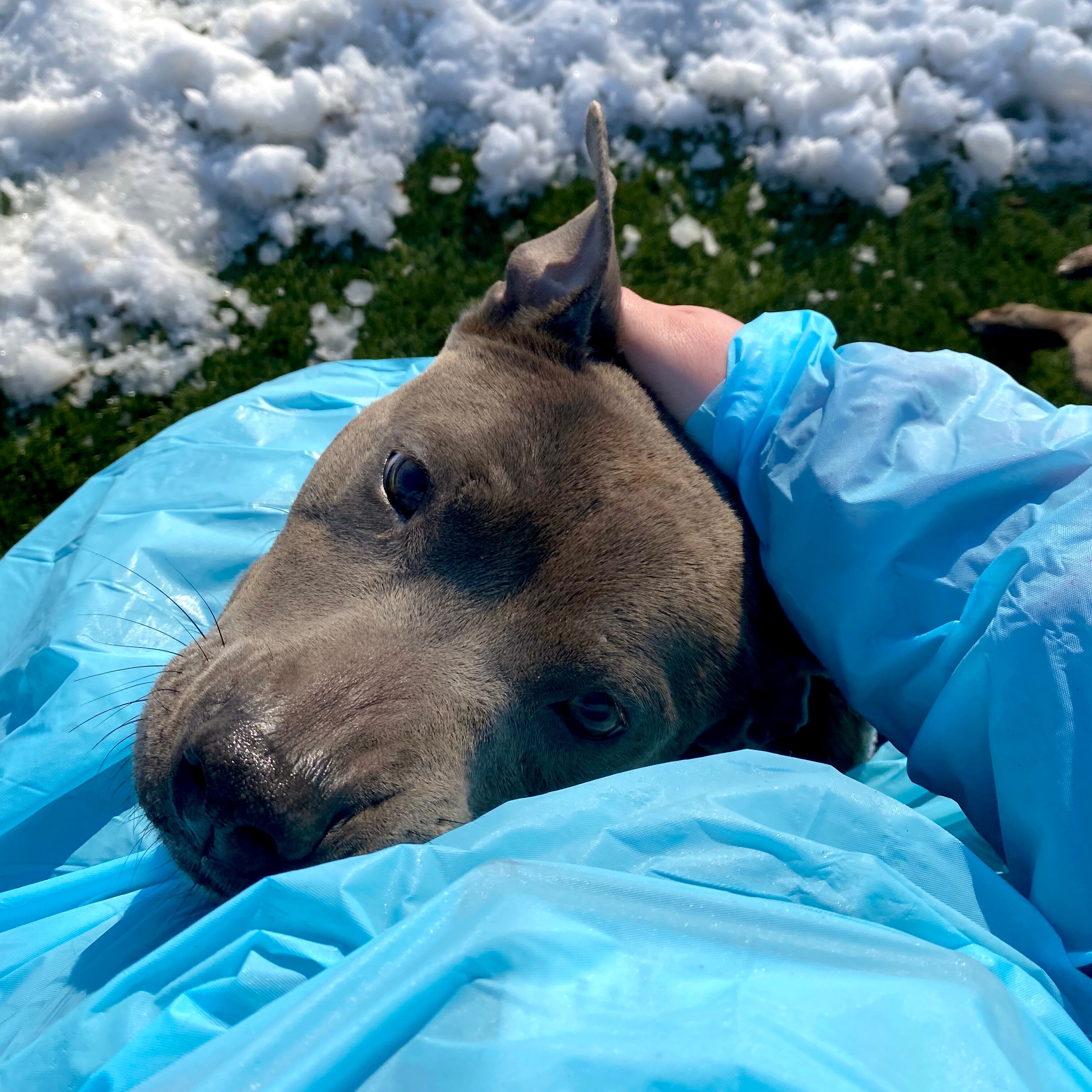 Sick dogs at BARCS are handled by volunteers in PPE.