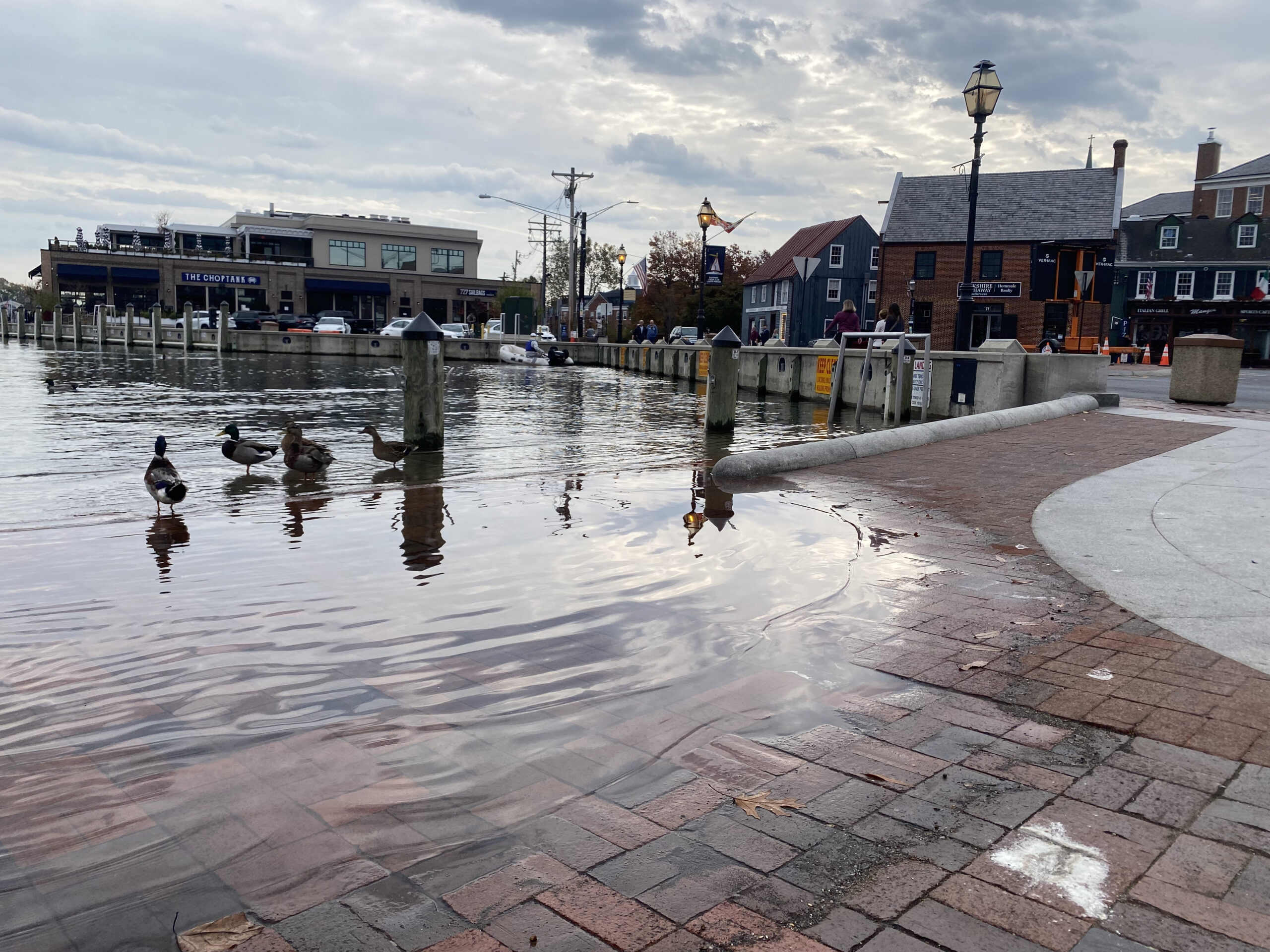 Ducks stand on the edge of Annapolis's City Dock as water overflows onto the walkway. The City Dock resilience plan includes physical barriers along Ego Alley, which some environmentalists say could negatively impact wildlife.
