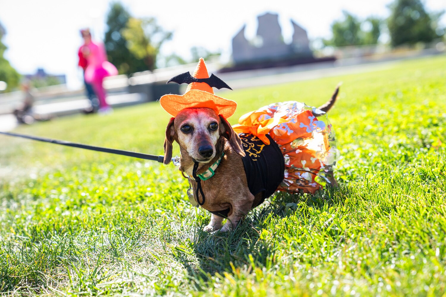There will be plenty of opportunities to see dogs in costumes this weekend.