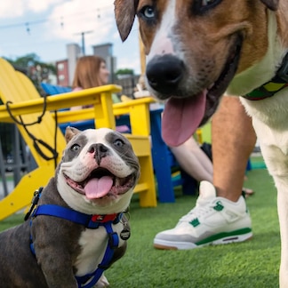 Bark Social membership