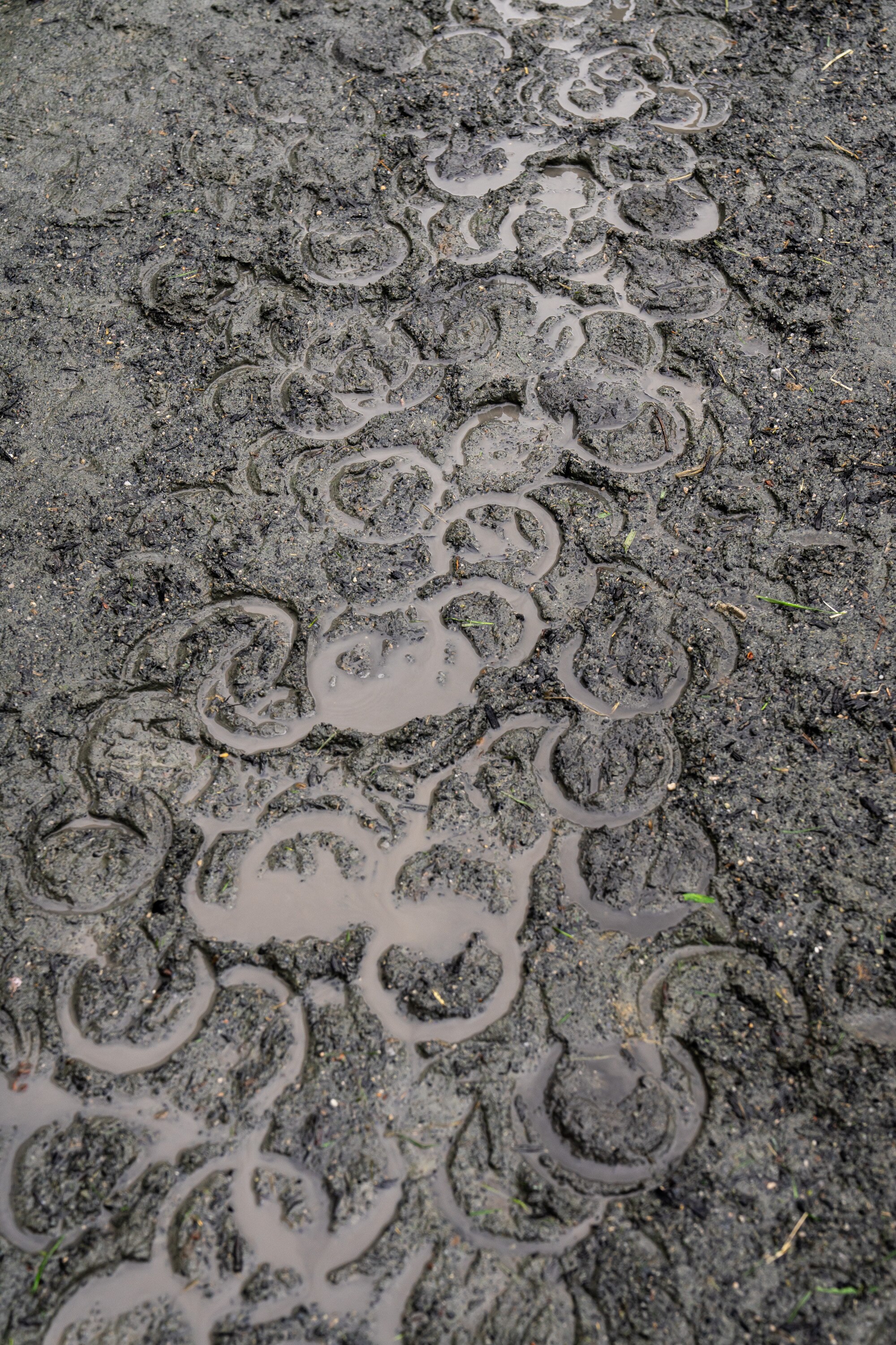 Horseshoe prints are left in the mud at Herringswell Stables on May 10, 2024.