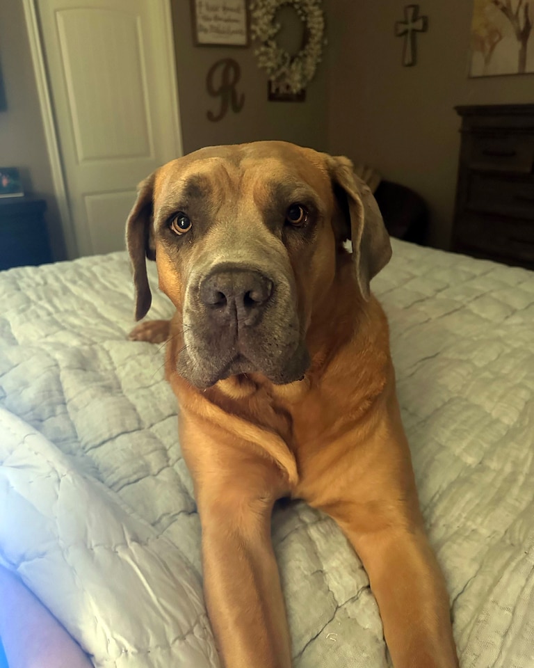 Orioles left-hander Trevor Rogers’ dog Aspen is a cane corso. “She's got my heart, that's for sure,” Rogers said.