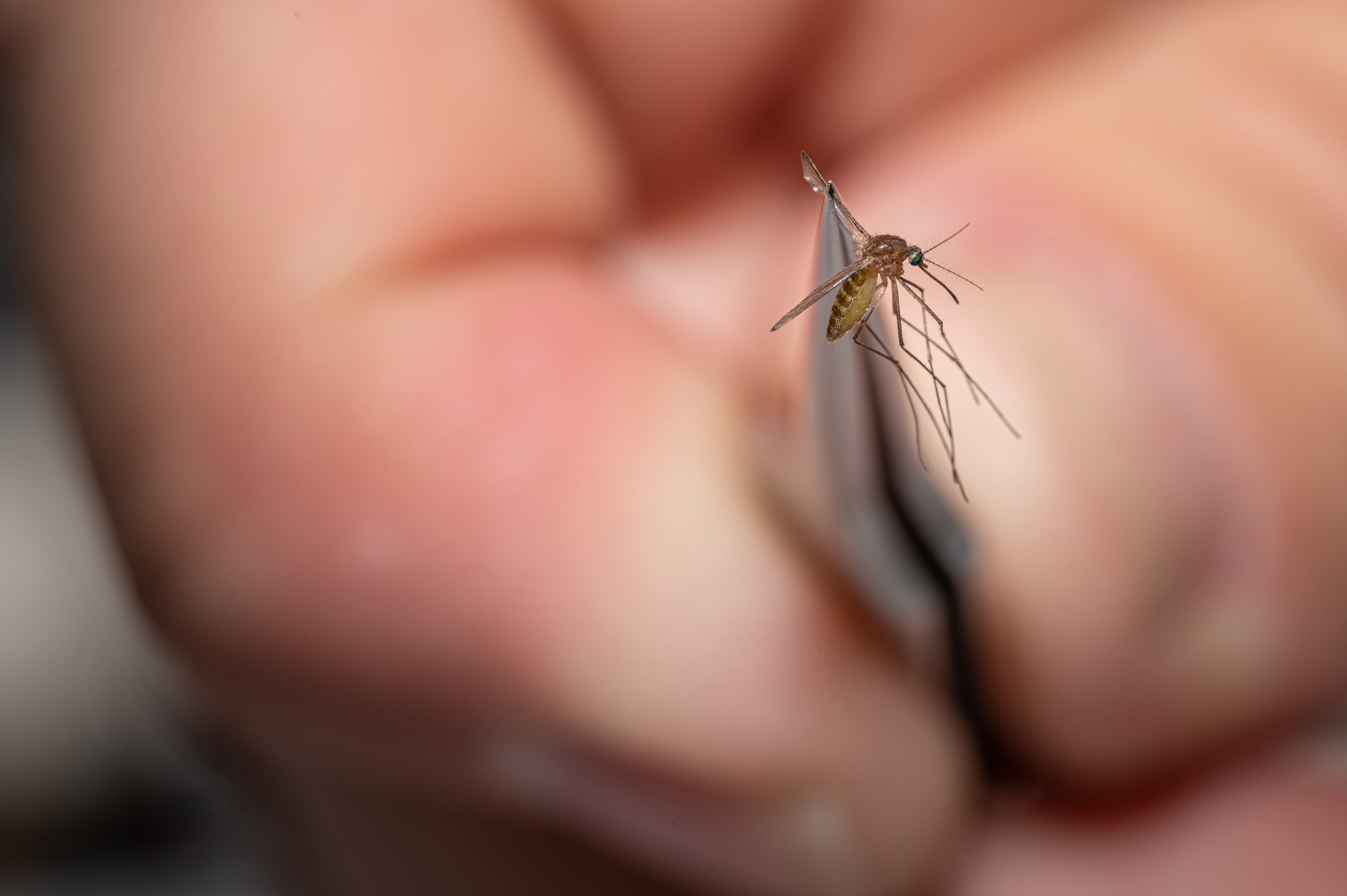 LOUISVILLE, KY - AUGUST 25: Matthew Vanderpool, environmental health specialist and entomologist for the Louisville Metro Department of Public Health and Wellness, displays a mosquito collected earlier in the day on August 25, 2021 in Louisville, Kentucky. Vanderpool specializes in mosquito control, a public health process that involves placing traps to collect specimen, identifying various mosquito species, and testing the samples for mosquito-borne diseases. Lab technologists test for Saint Louis encephalitis, West Nile virus, La Crosse encephalitis, and Eastern equine encephalitis.