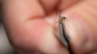 LOUISVILLE, KY - AUGUST 25: Matthew Vanderpool, environmental health specialist and entomologist for the Louisville Metro Department of Public Health and Wellness, displays a mosquito collected earlier in the day on August 25, 2021 in Louisville, Kentucky. Vanderpool specializes in mosquito control, a public health process that involves placing traps to collect specimen, identifying various mosquito species, and testing the samples for mosquito-borne diseases. Lab technologists test for Saint Louis encephalitis, West Nile virus, La Crosse encephalitis, and Eastern equine encephalitis.