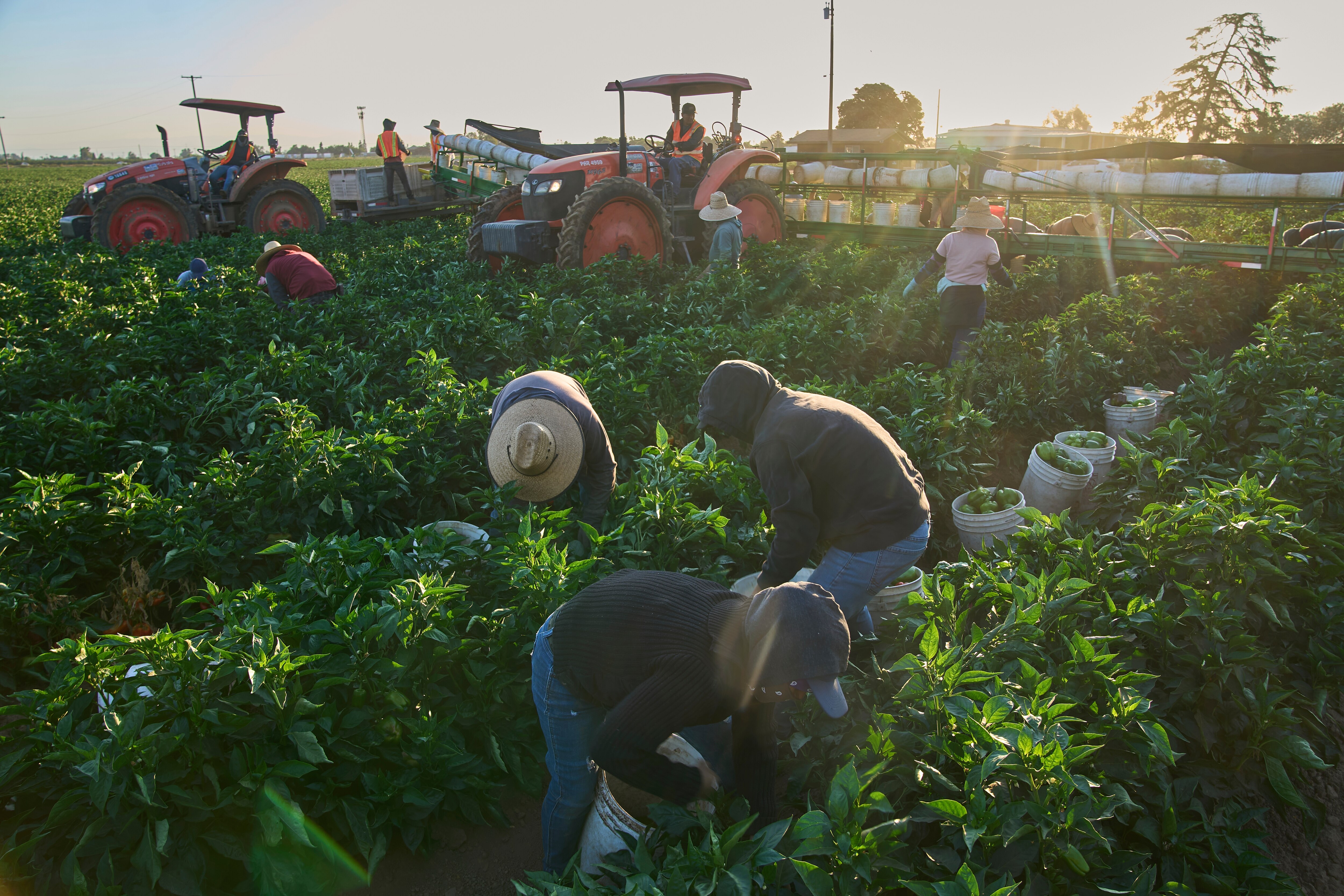 FILE - Migrant farmworkers pick a vegetable crop on an early morning in Fresno, Calif., on July 18, 2025. (AP Photo/Damian Dovarganes, File)