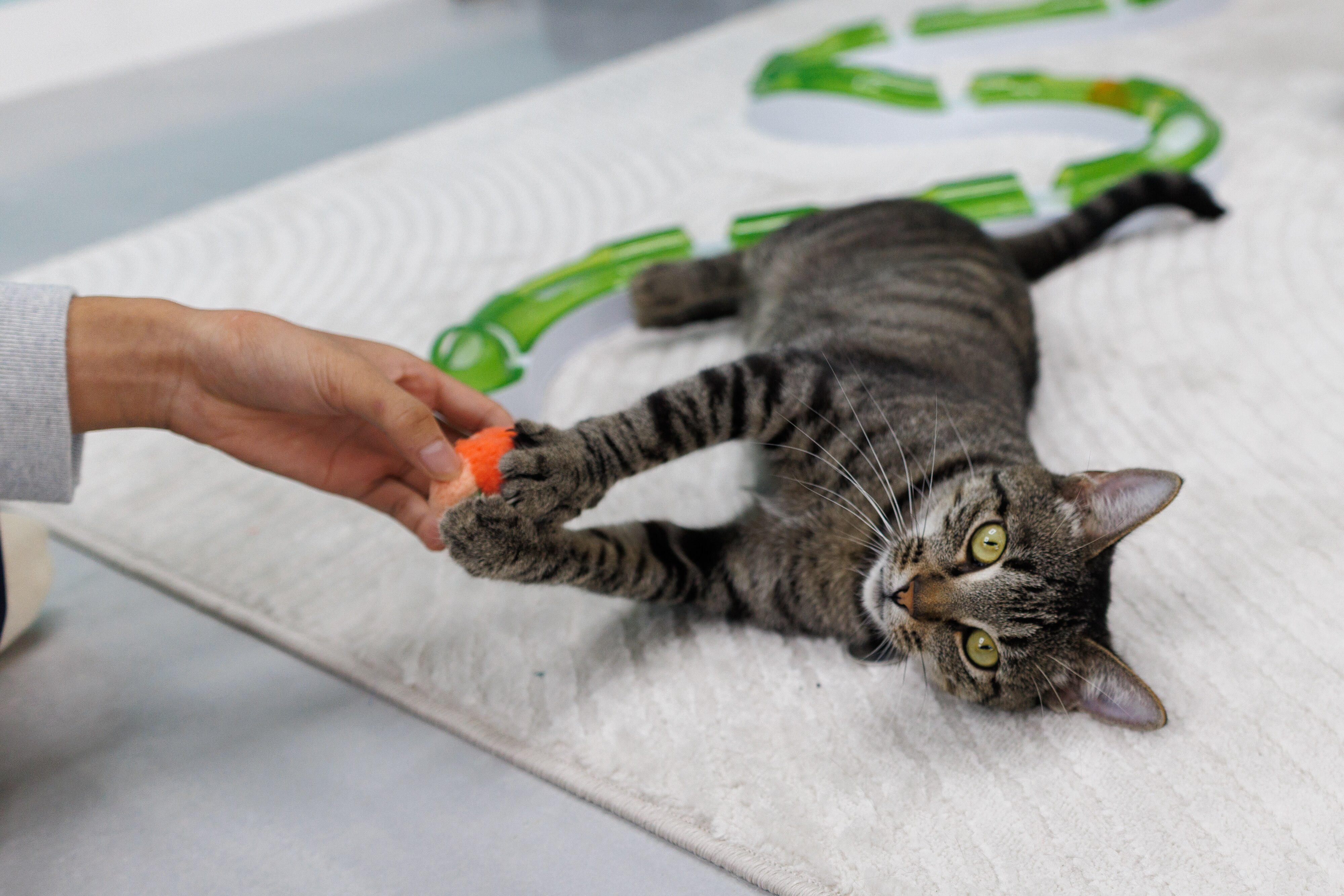 Luna Cat Collective, Howard County’s first cat café, hosts several adoptable cats that guests can interact with and adopt.