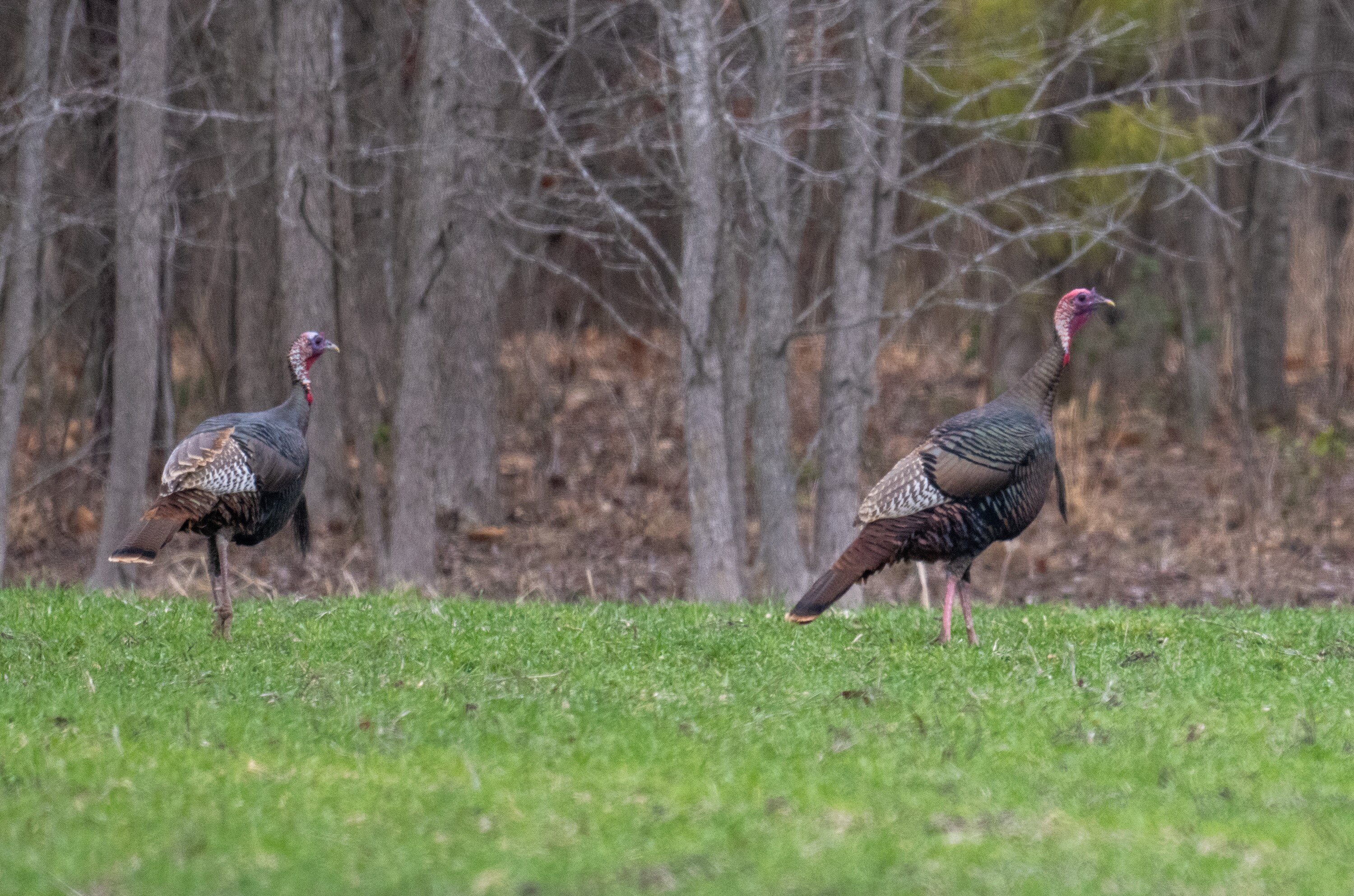Wild turkeys forage in a field near Linkwood on Maryland’s Eastern Shore.