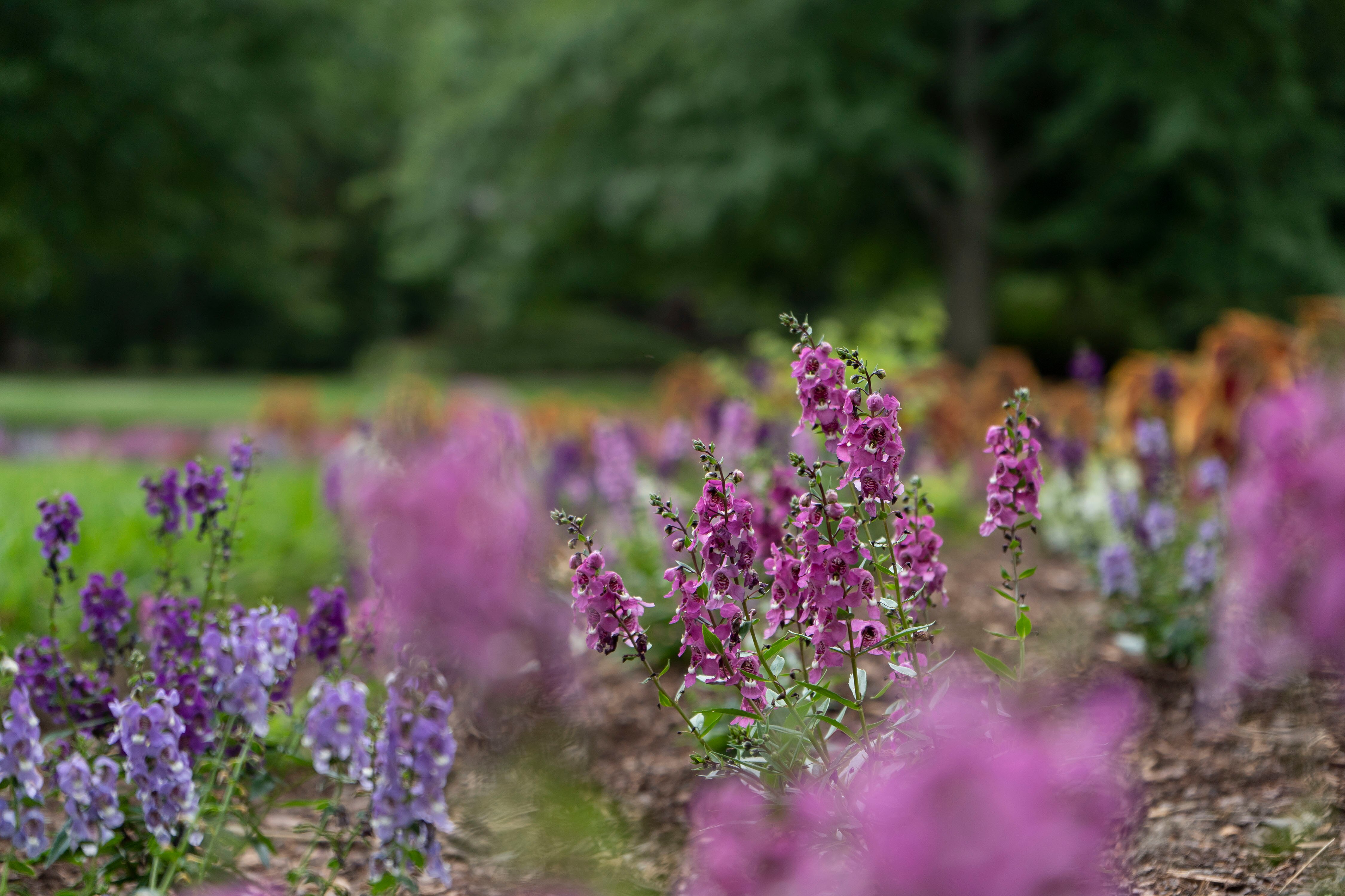 Flowers at Sherwood Gardens in Northern Baltimore.