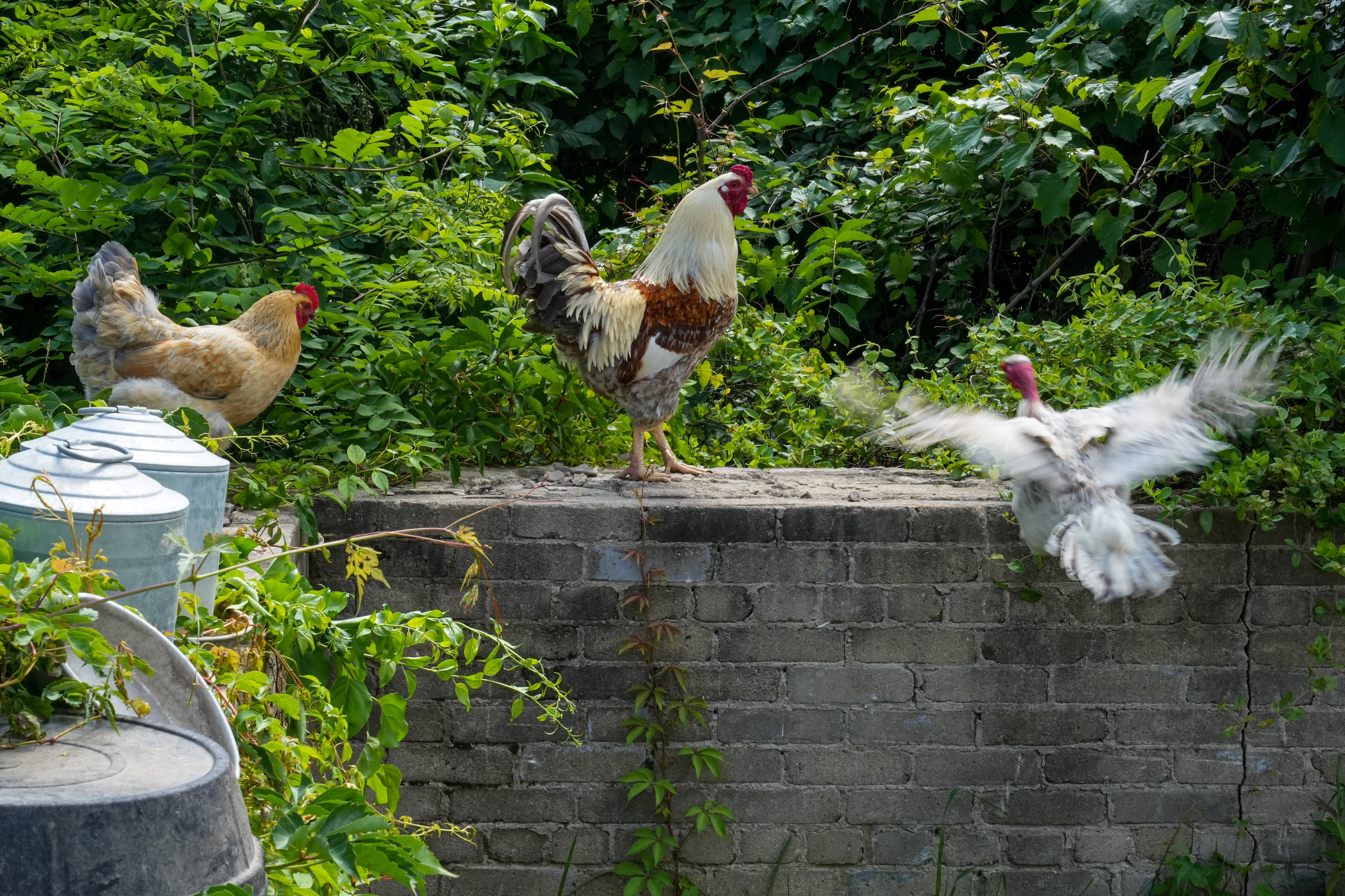 Bird flu was recently detected in a backyard Anne Arundel County flock, the Maryland Department of Agriculture announced Wednesday.