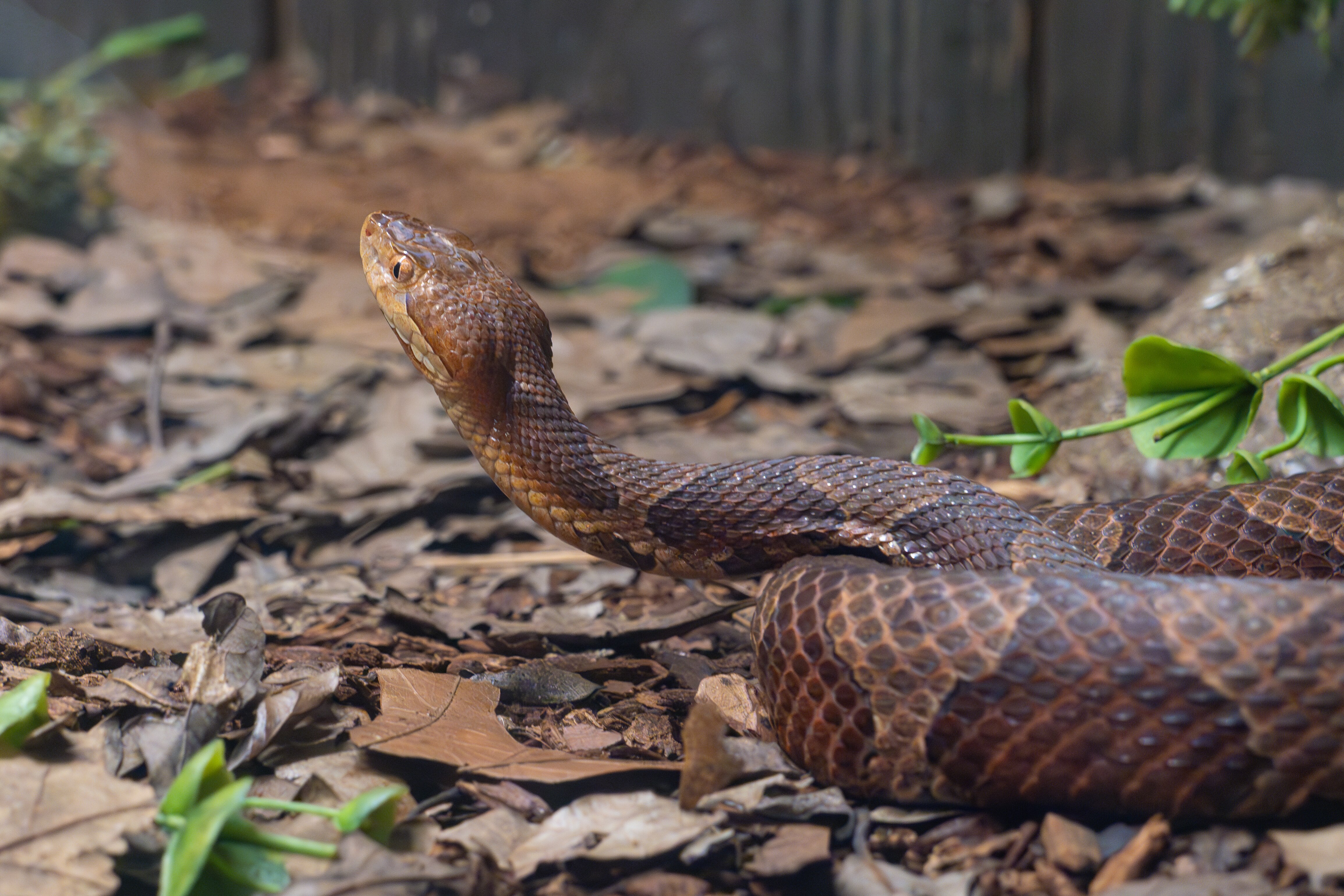 The Eastern copperhead is a venomous pit viper, with a very distinctive triangular-shaped head.