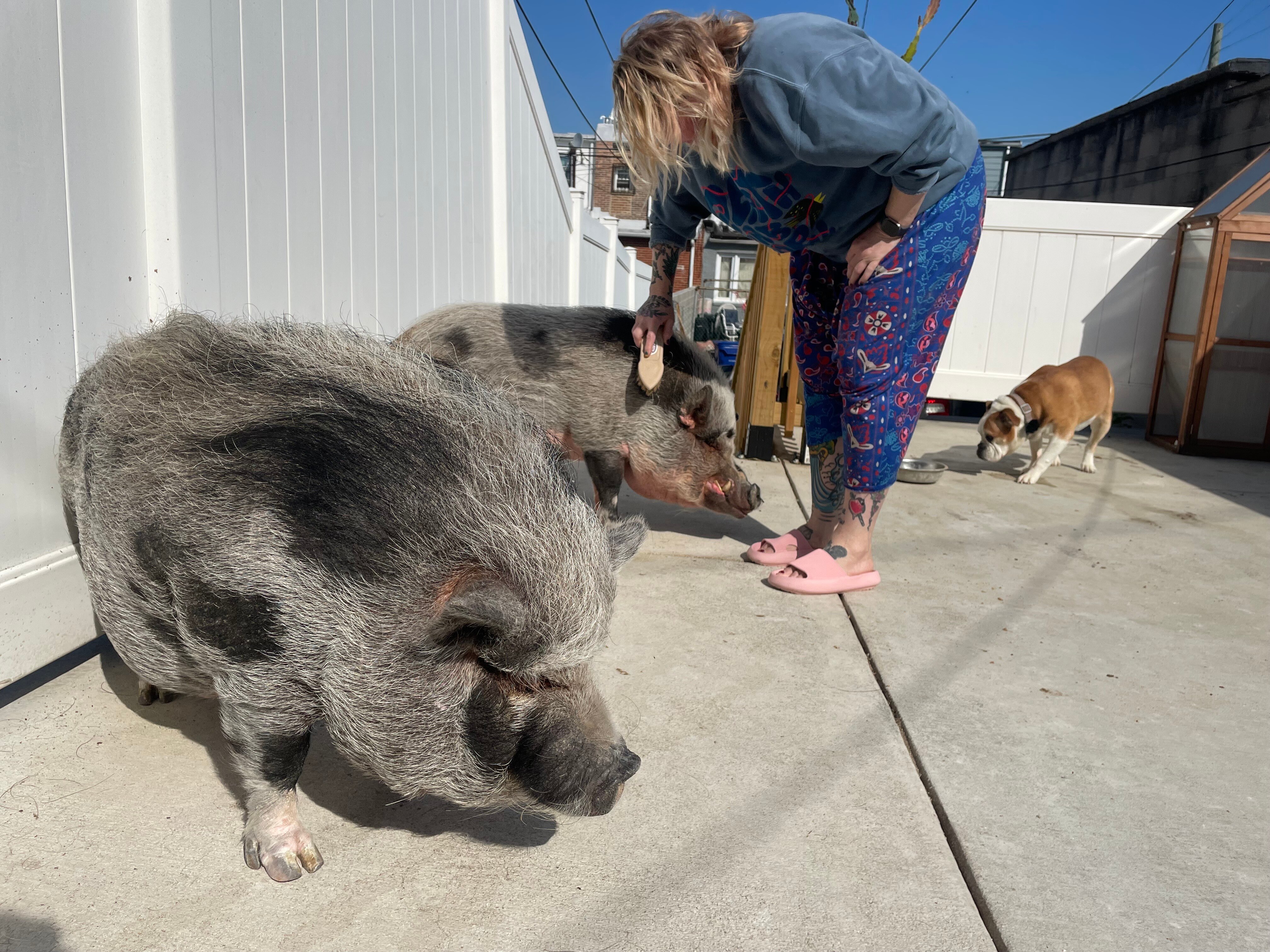 Chef and restaurateur Jesse Sandlin brushes the hair of her pet pigs, Fernie and Olli, on the back patio of her East Baltimore rowhome.