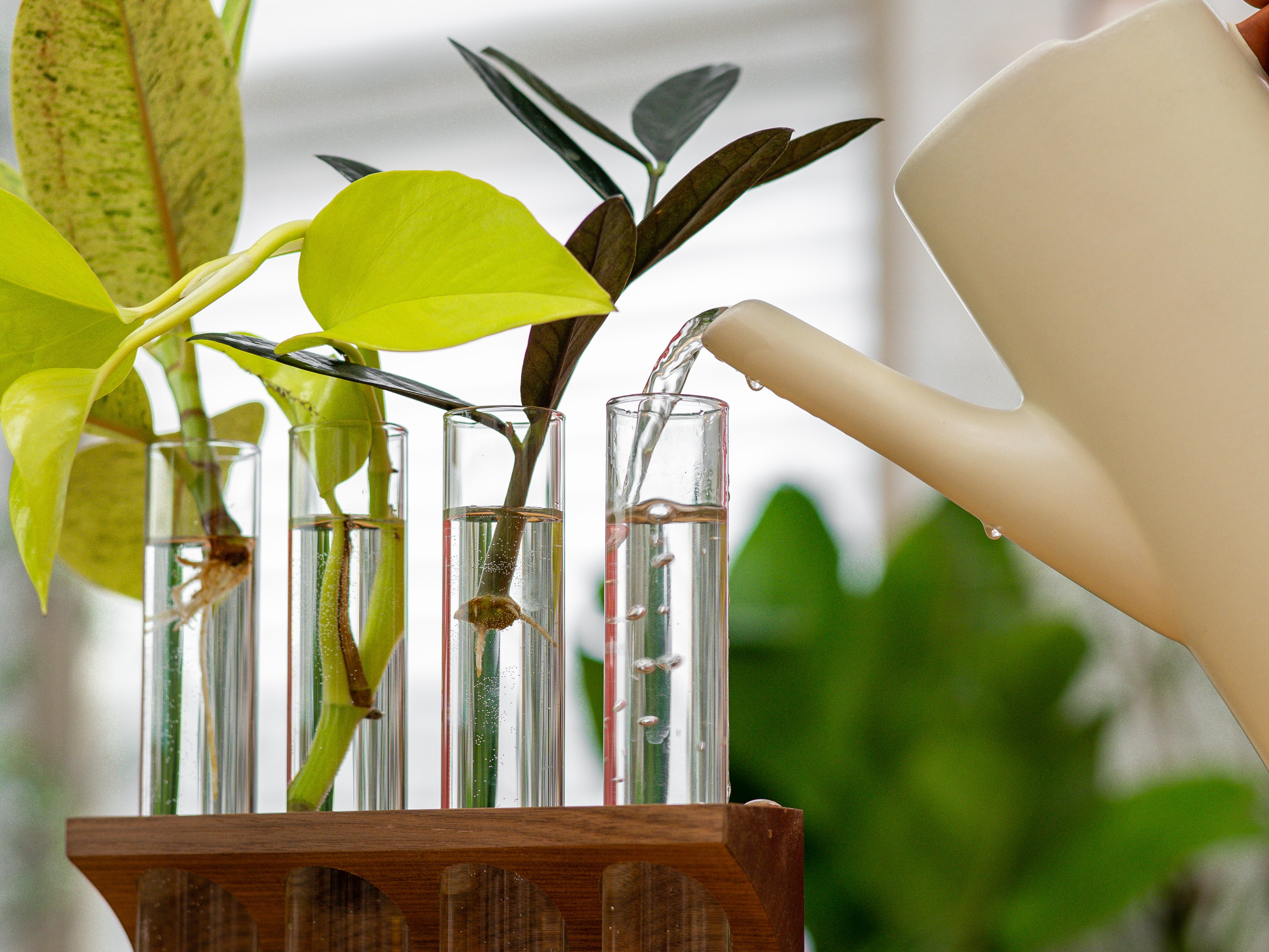 Clippings in a propagation cradle.