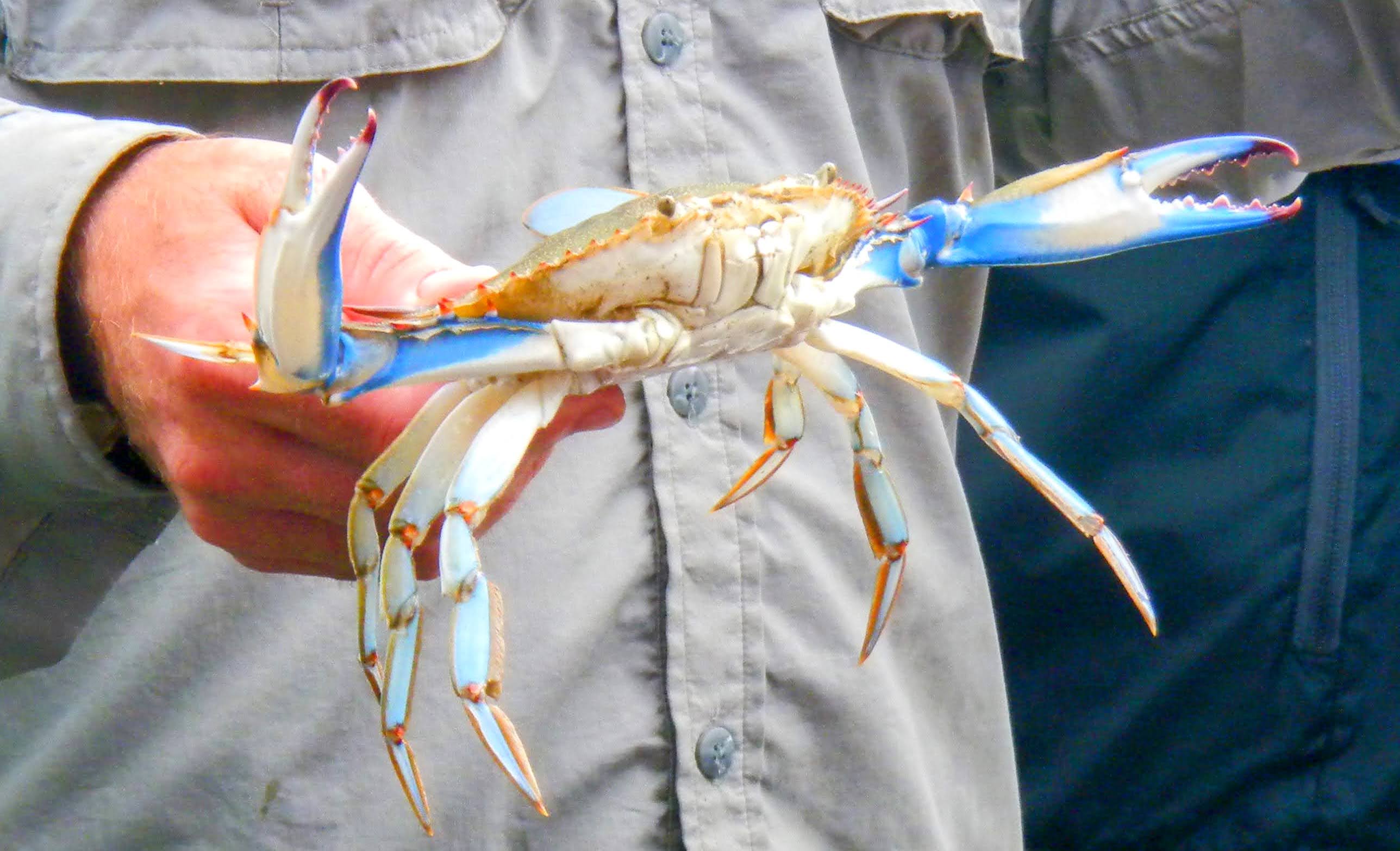 Blue crabs pinch when you back them into a corner. So do Marylanders.