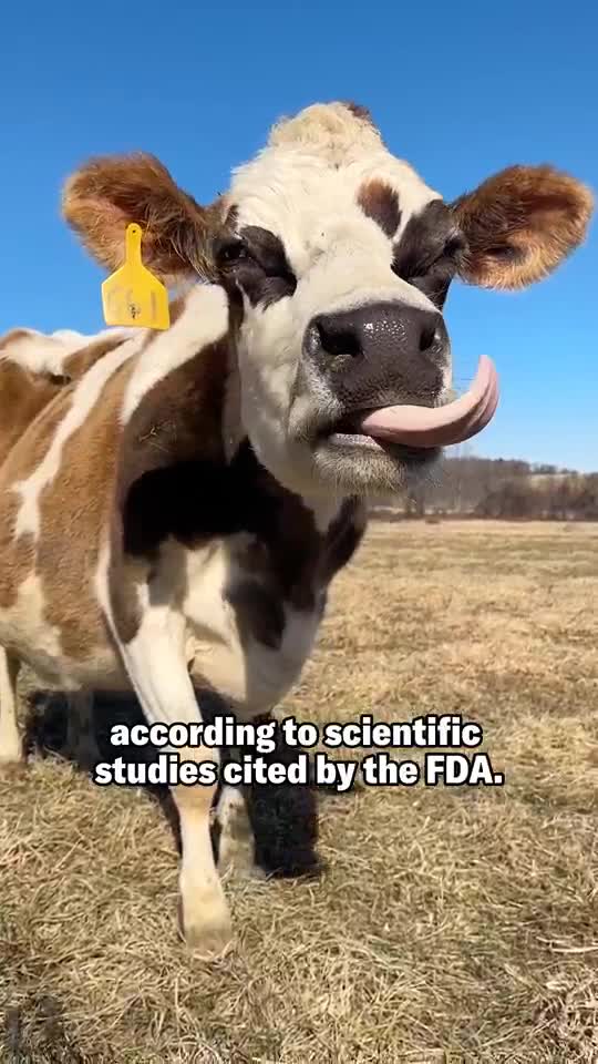 Why dairy farmers want to legalize raw milk, even though scientists say it could pose a public health risk.