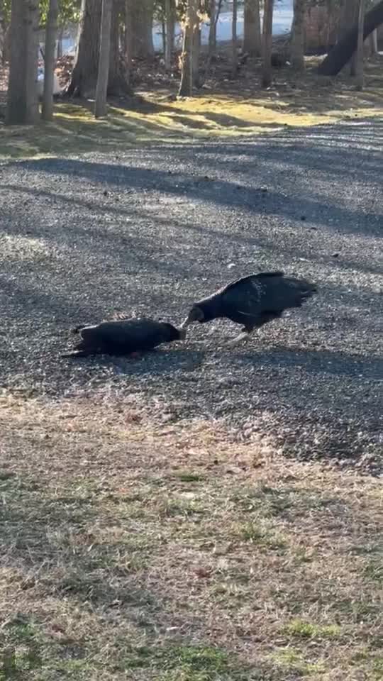 Vultures in mourning? Bizarre bird behavior captured in P.G. County