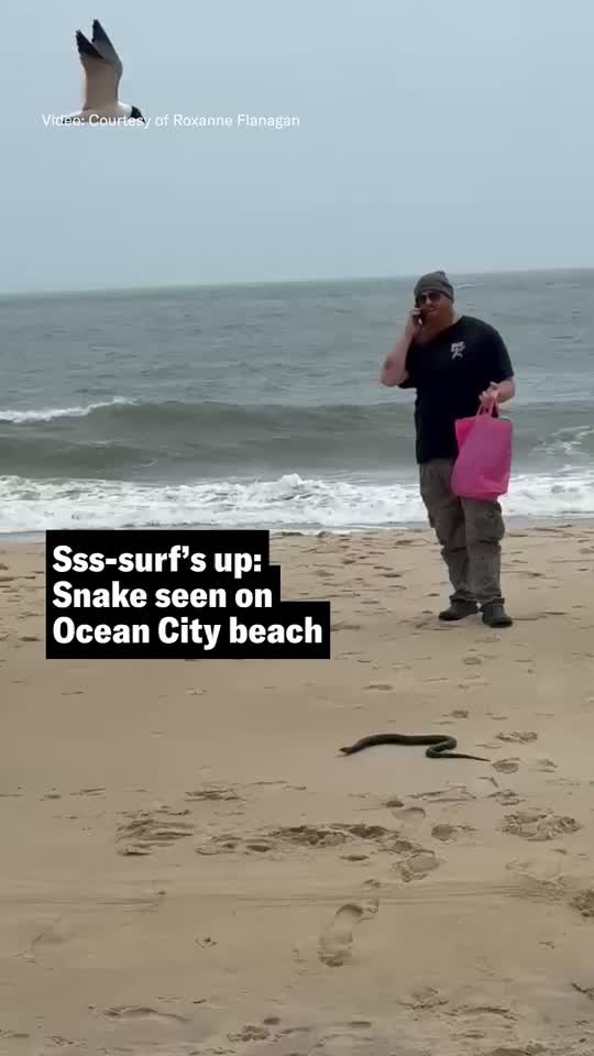 Sss-surf’s up: Snake seen on Ocean City beach