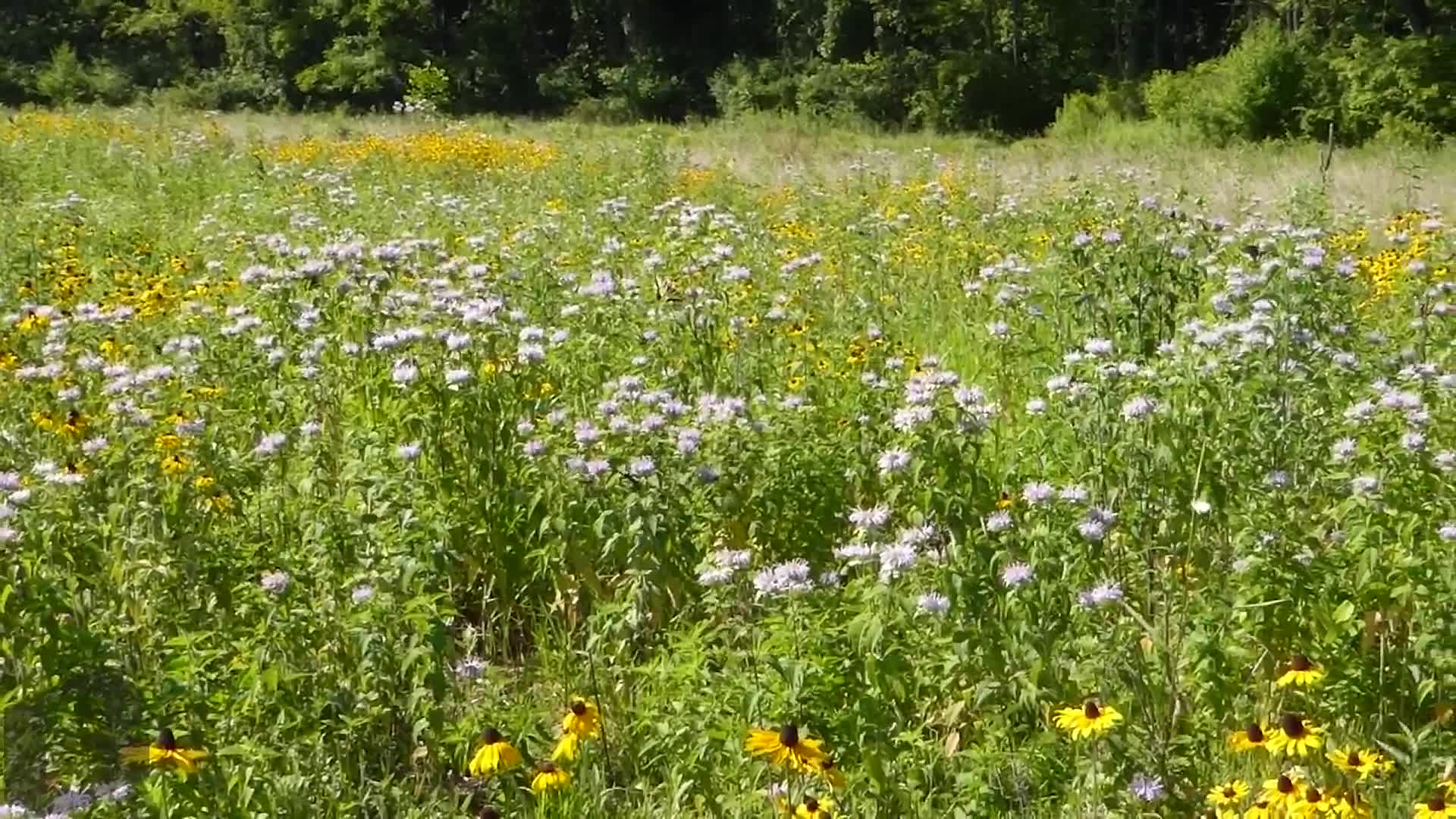 A wildflower meadow in Baltimore County was mistakenly mowed down.