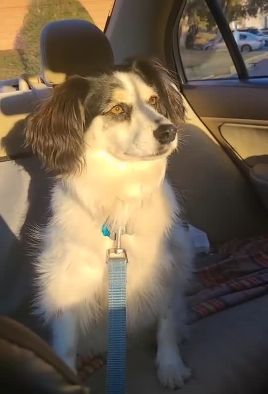The author's dog, Dallas, making his TikTok debut.